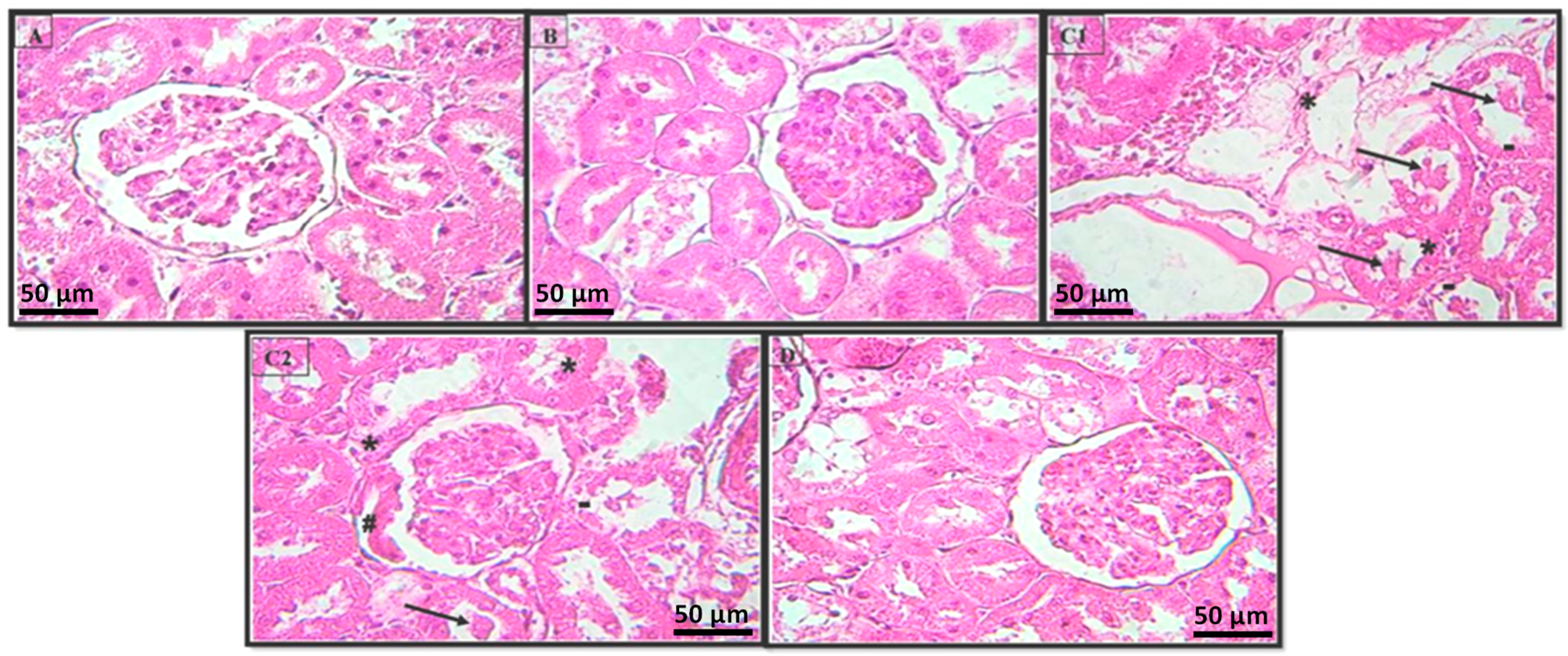 Pharmaceuticals 16 00875 g005