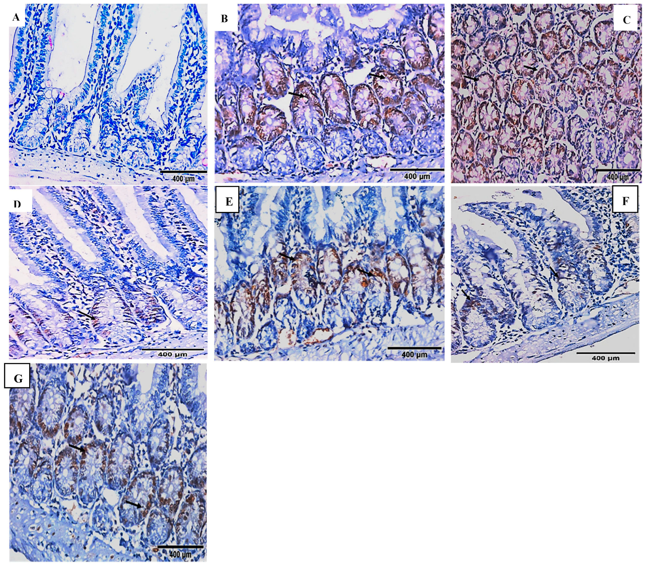Pharmaceuticals 16 00878 g004