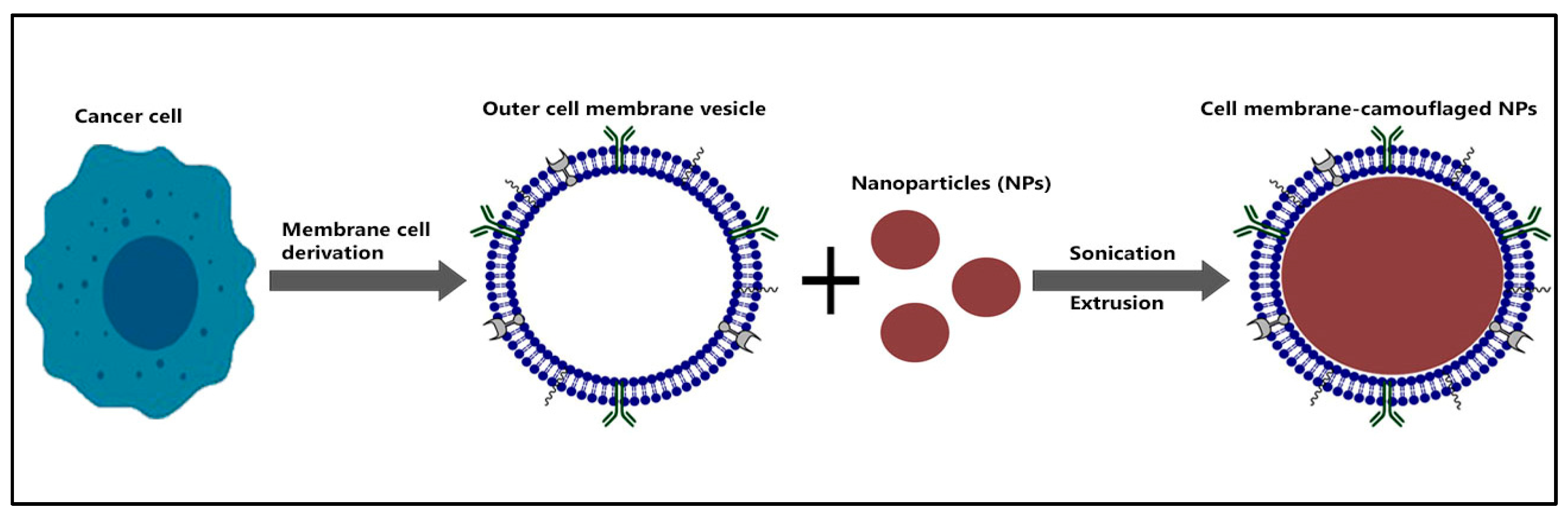 Pharmaceuticals 16 00923 g003