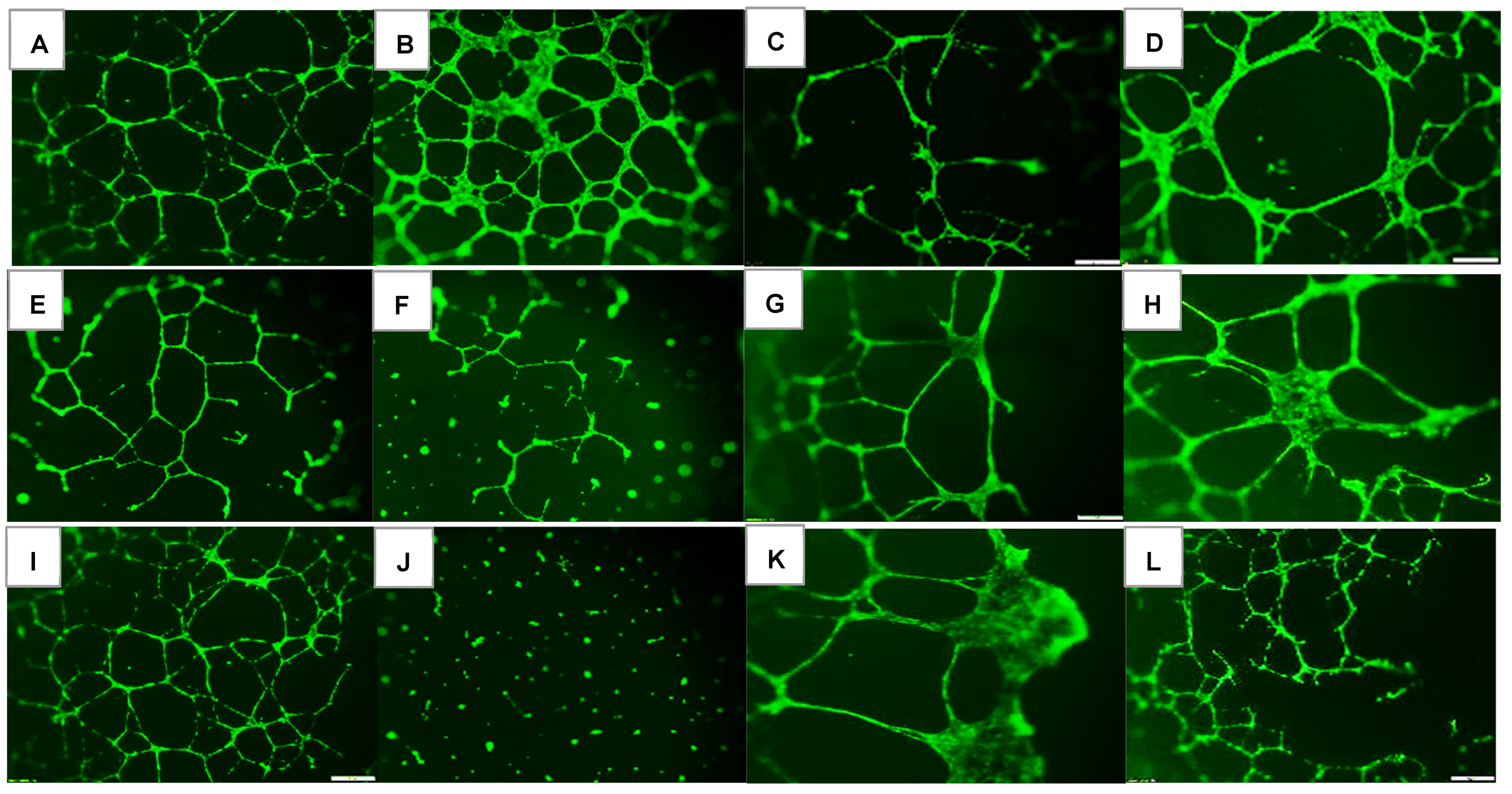 Pharmaceuticals 16 00939 g001 Pharmaceuticals 16 00939 g001