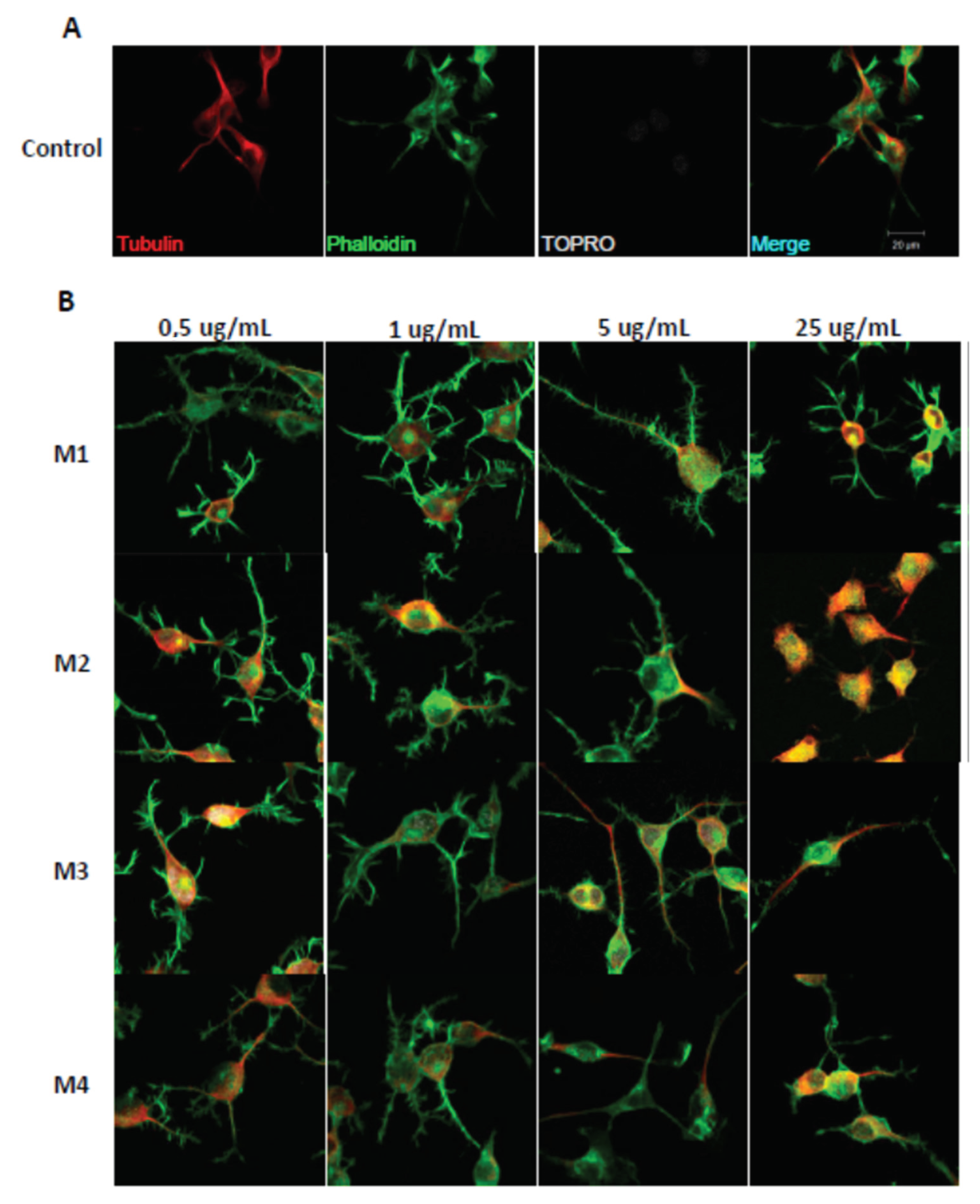 Pharmaceuticals 16 00960 g003