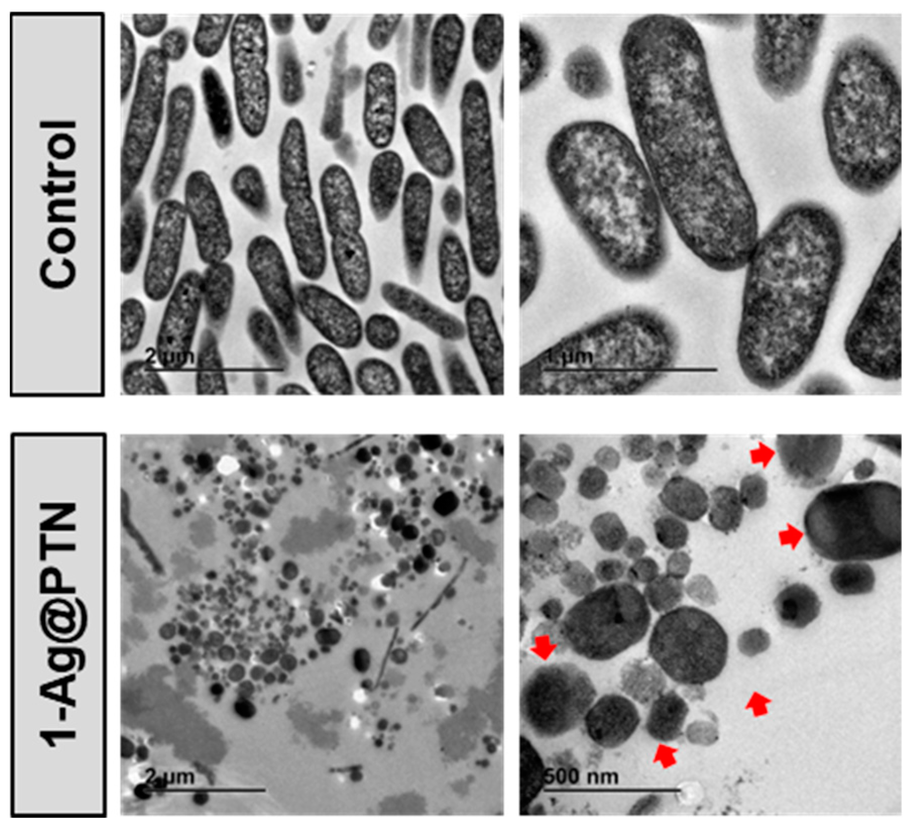 Pharmaceuticals 16 00961 g005