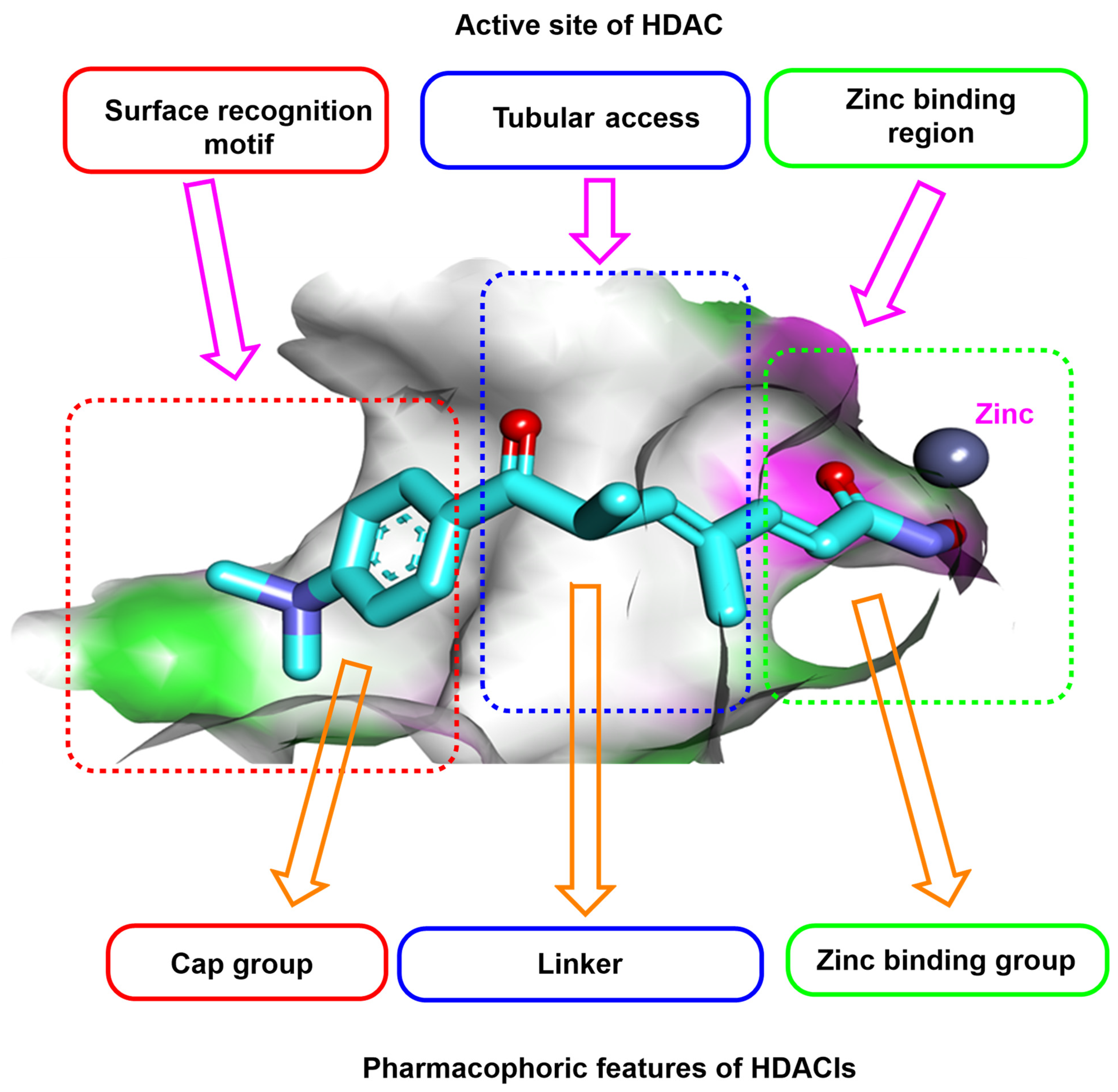 Pharmaceuticals 16 00966 g002