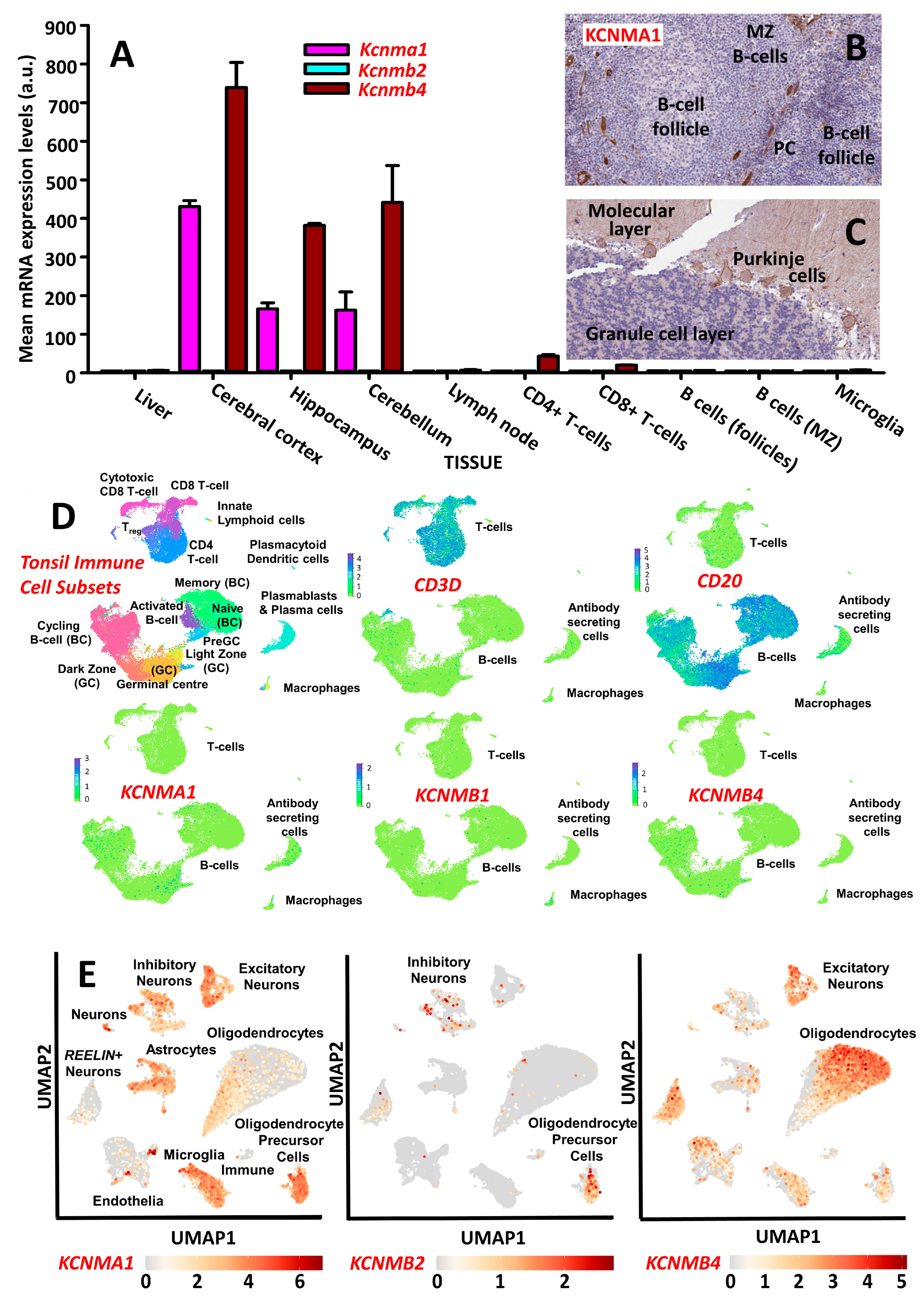 Pharmaceuticals 16 00972 g001