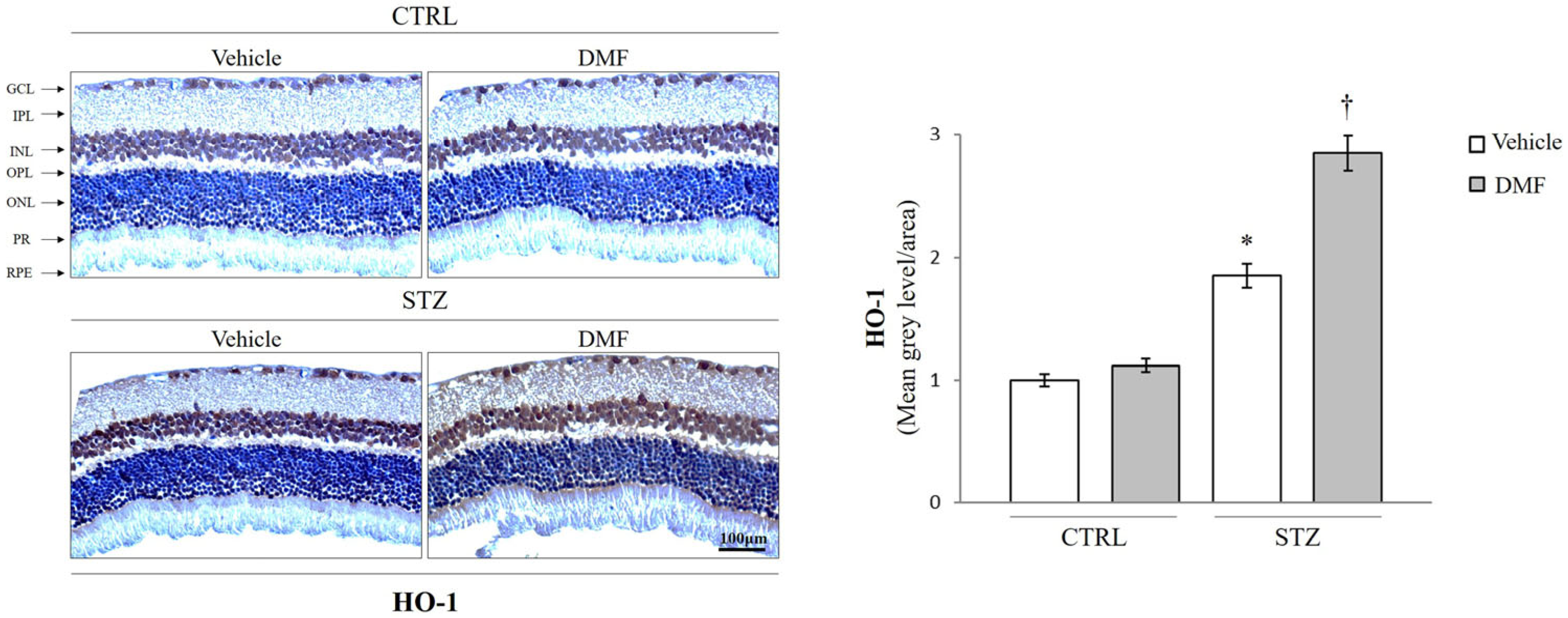 Pharmaceuticals 16 00974 g002 Pharmaceuticals 16 00974 g002