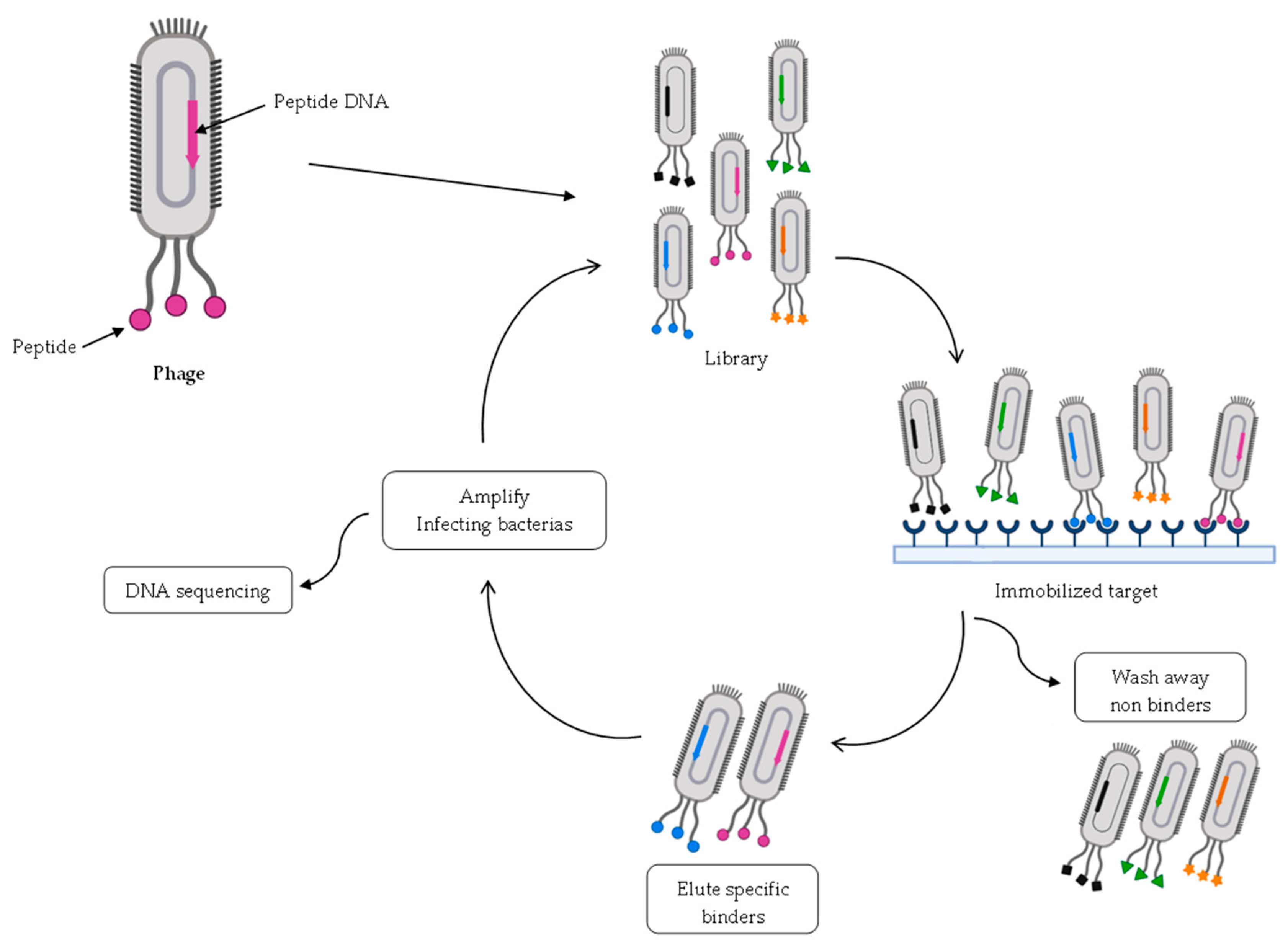 Pharmaceuticals 16 00996 g004