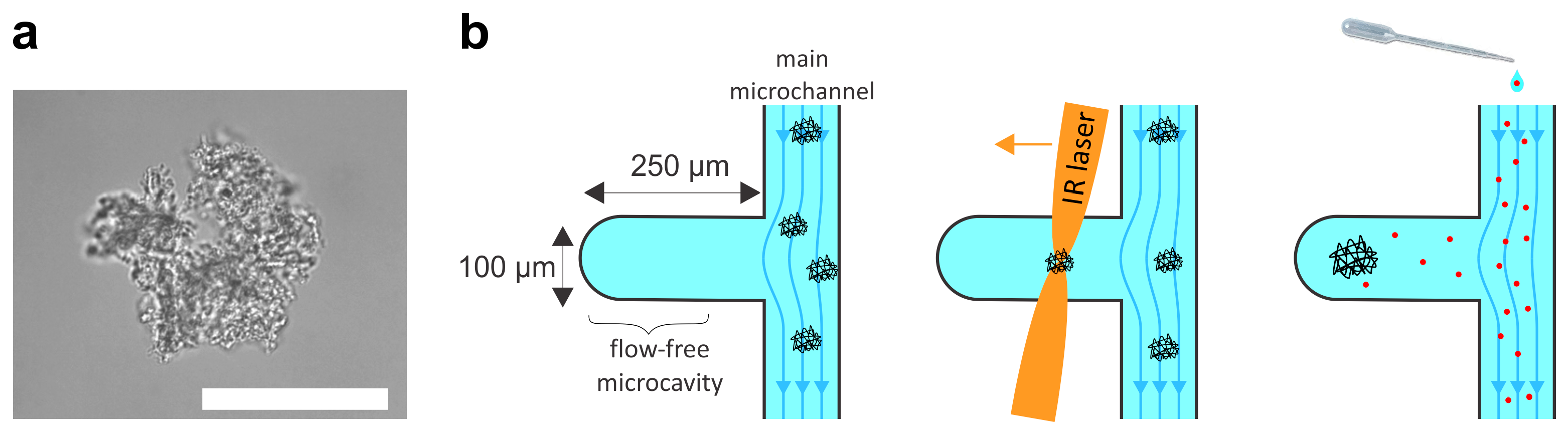 Pharmaceuticals 16 01002 g001 Pharmaceuticals 16 01002 g001