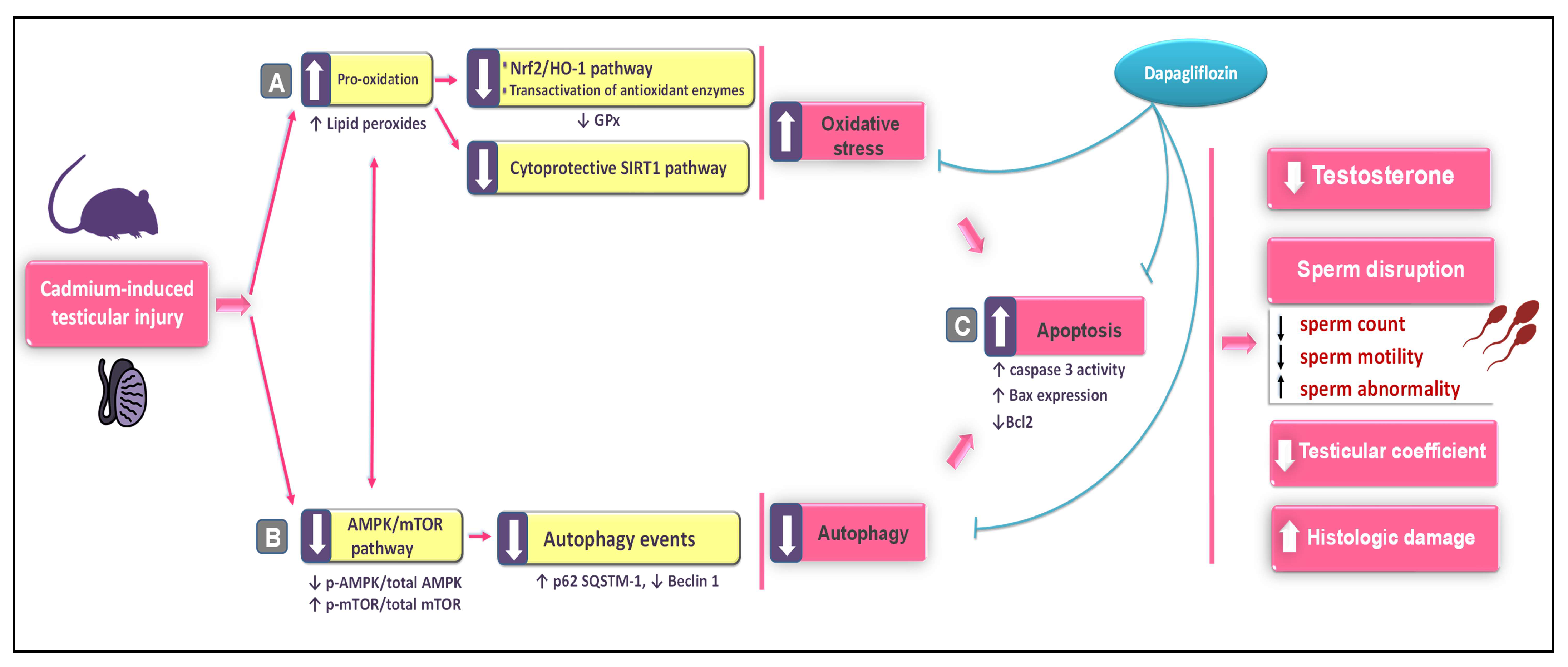 Pharmaceuticals 16 01006 g009