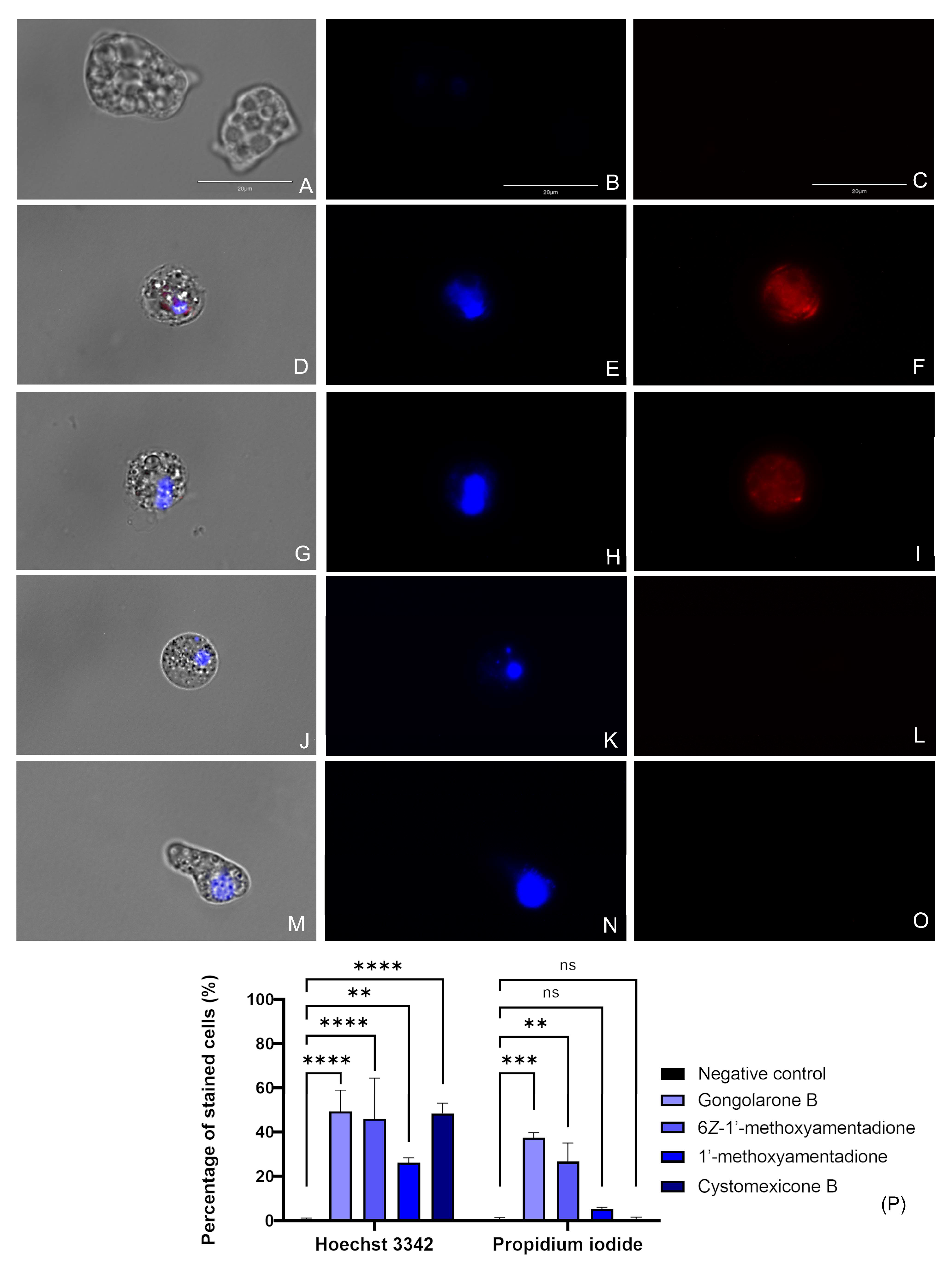 Pharmaceuticals 16 01010 g002