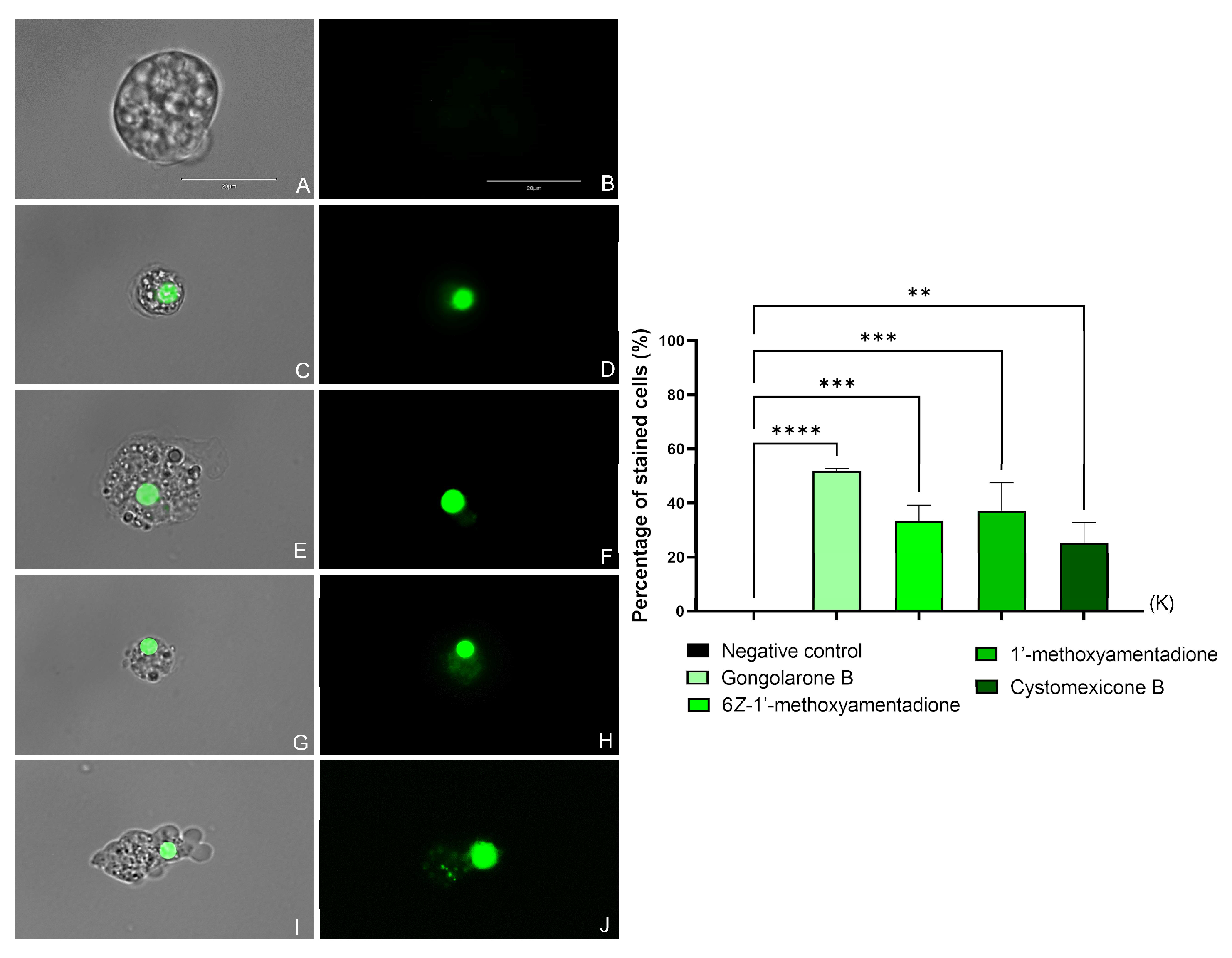 Pharmaceuticals 16 01010 g003