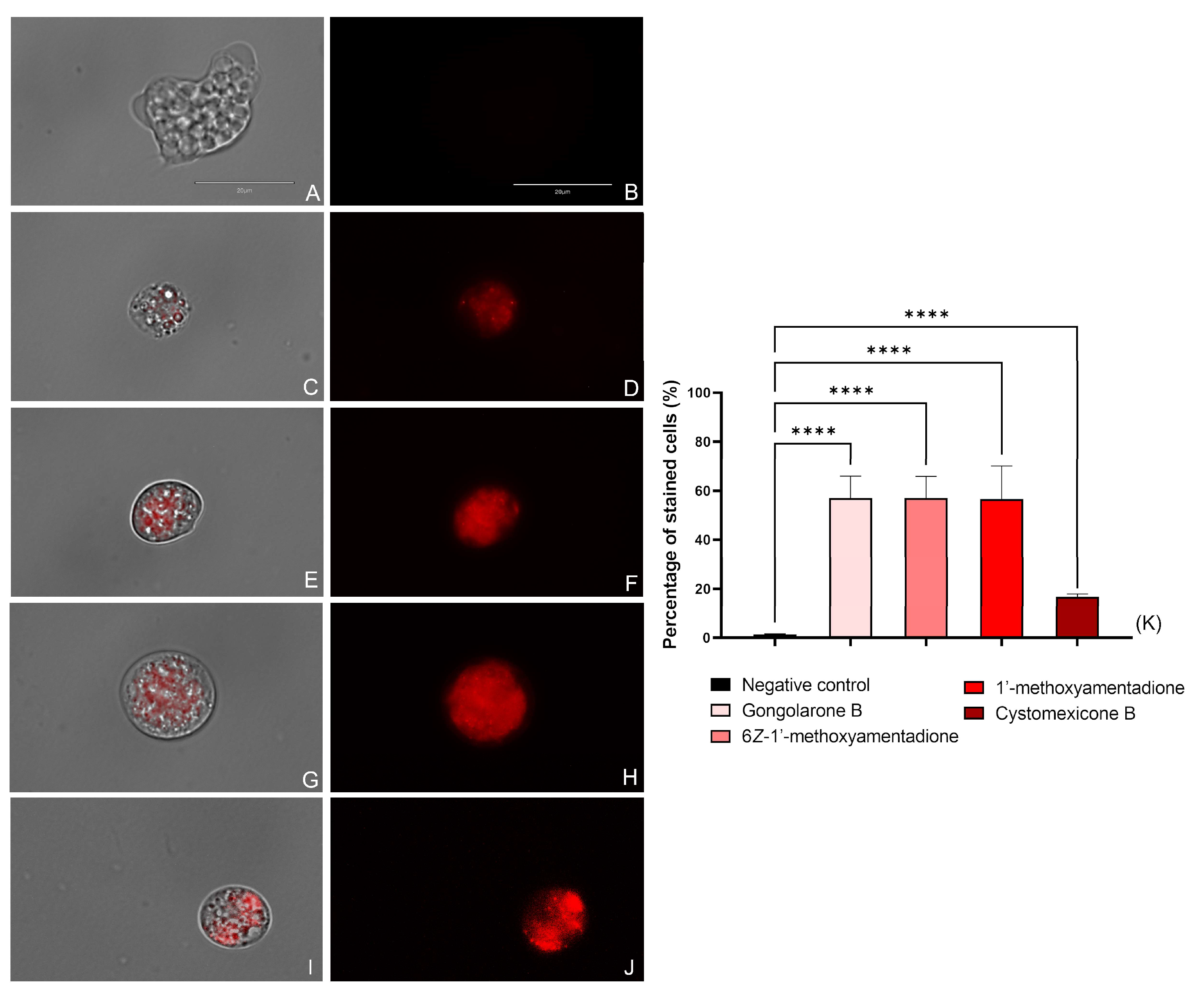 Pharmaceuticals 16 01010 g004