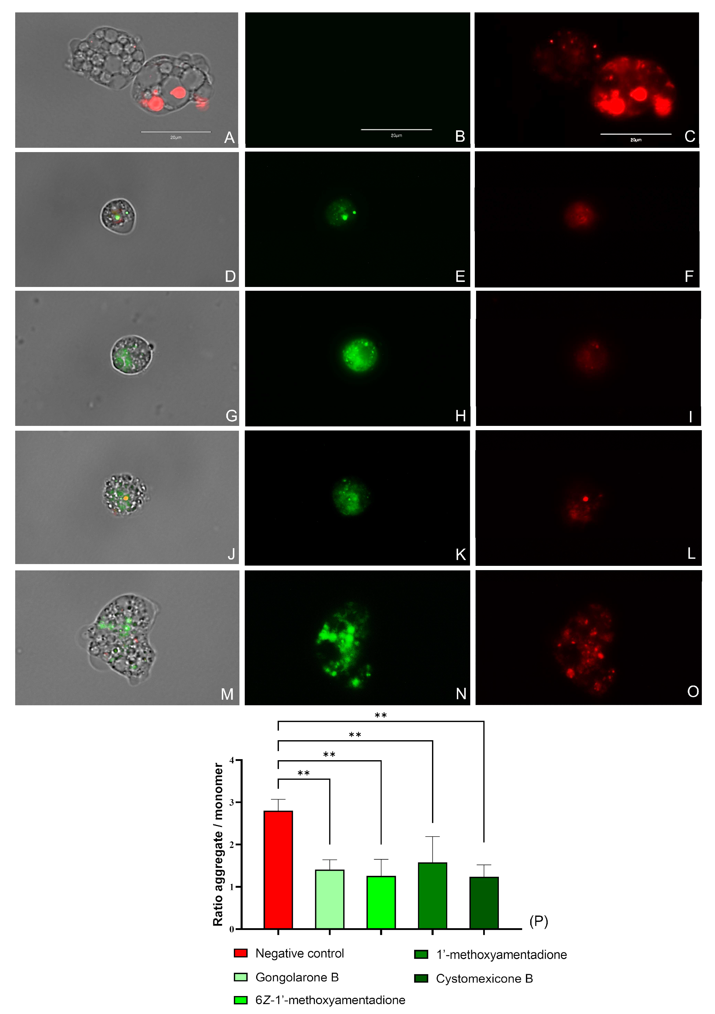 Pharmaceuticals 16 01010 g005