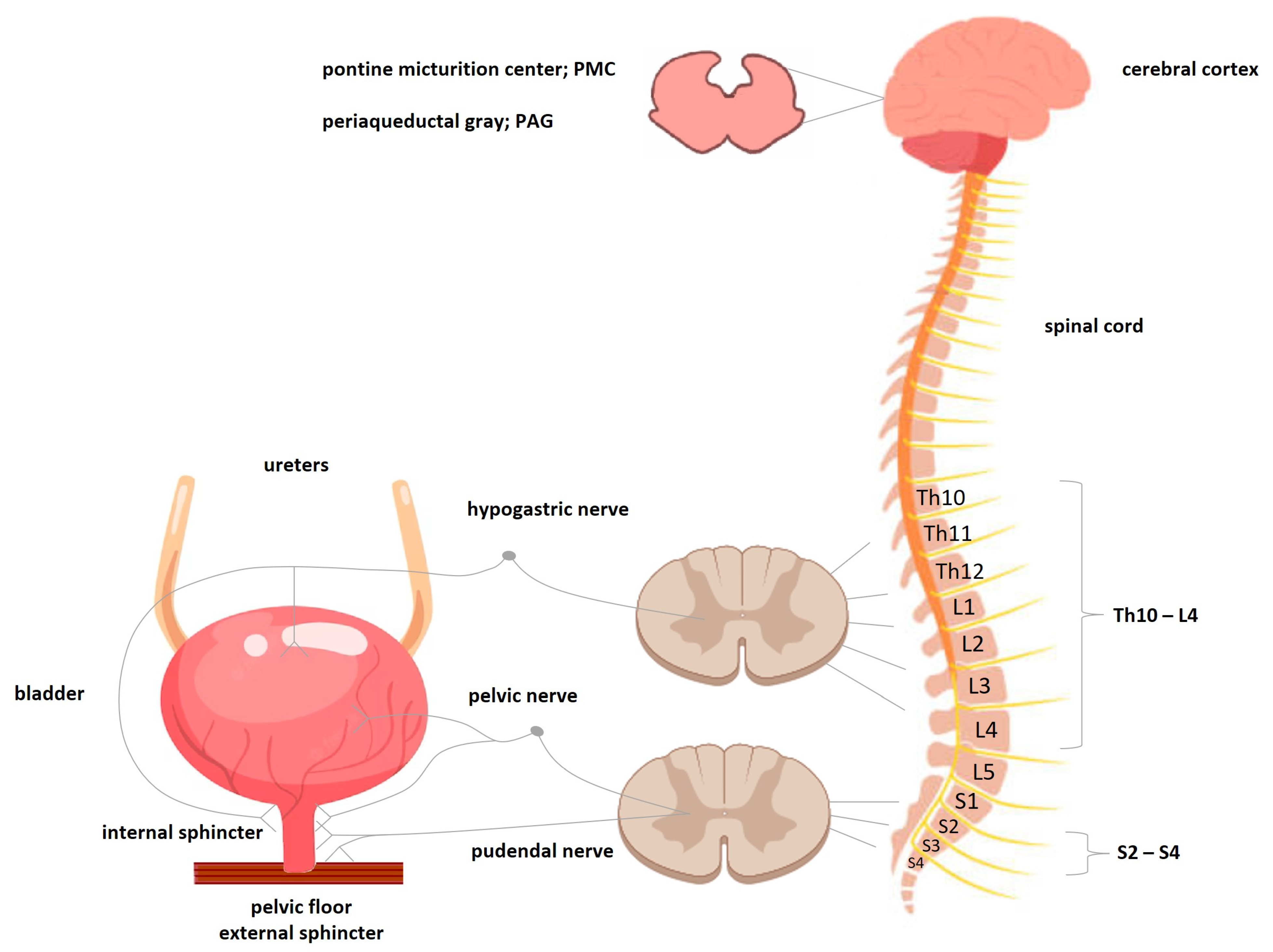 Pharmaceuticals 16 01031 g001
