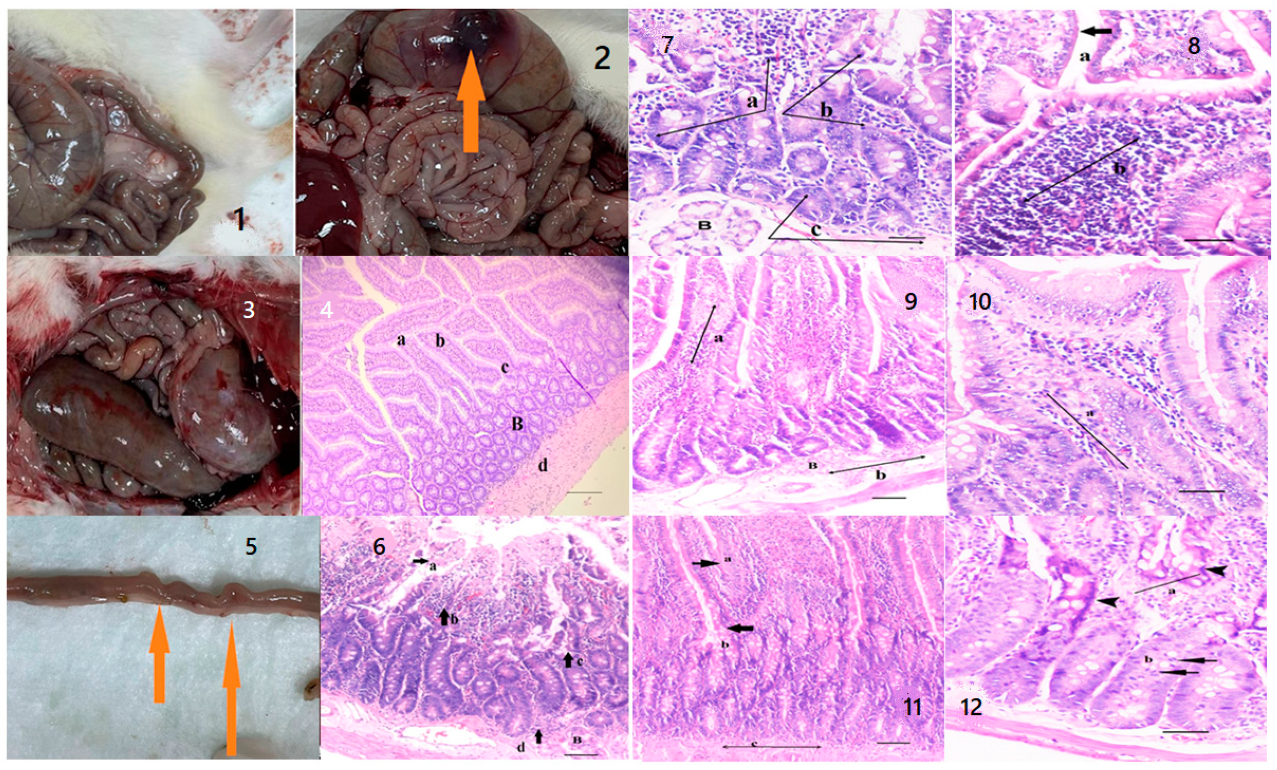 Pharmaceuticals 16 01041 g008 Pharmaceuticals 16 01041 g008