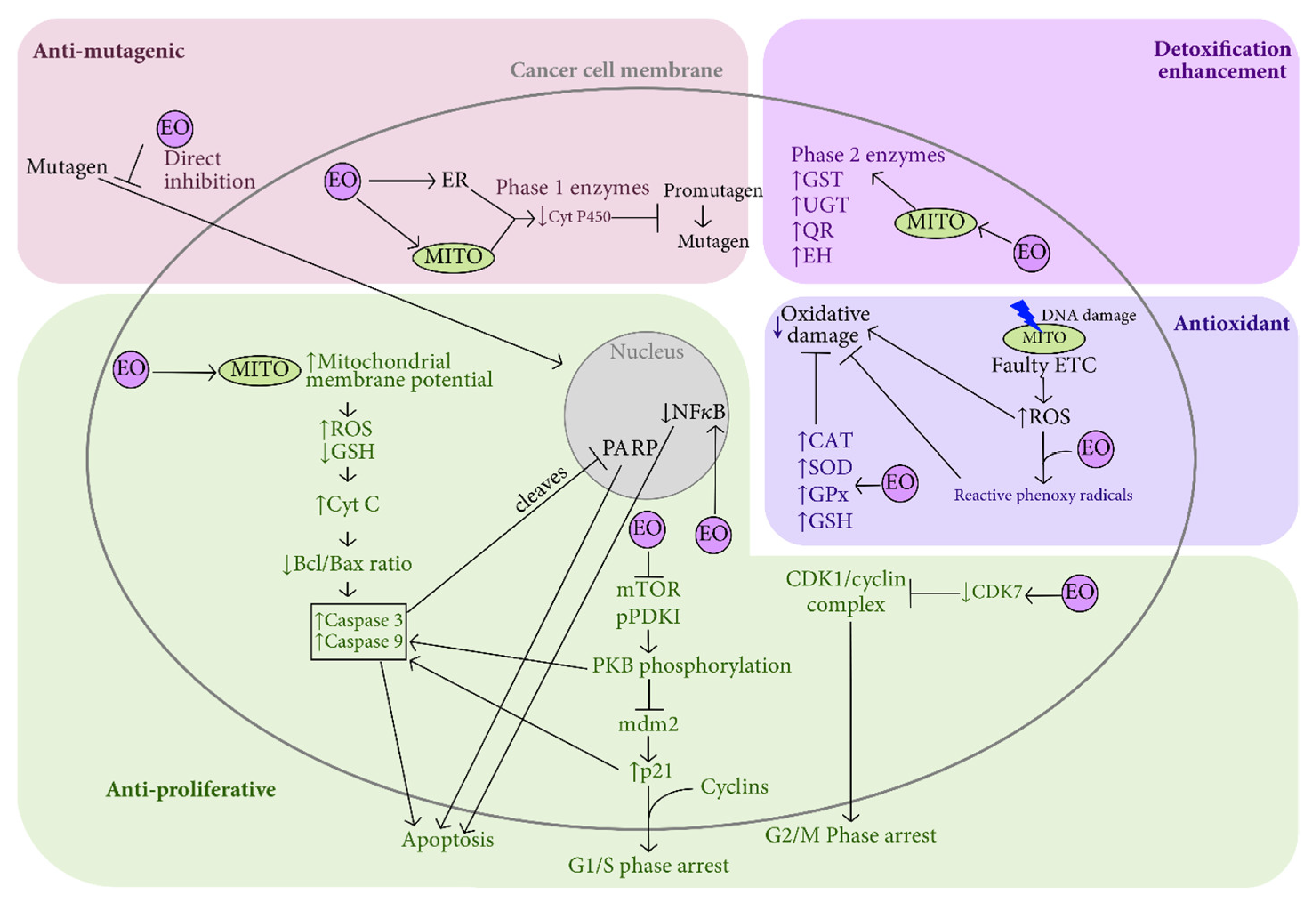 Pharmaceuticals 16 01086 g002
