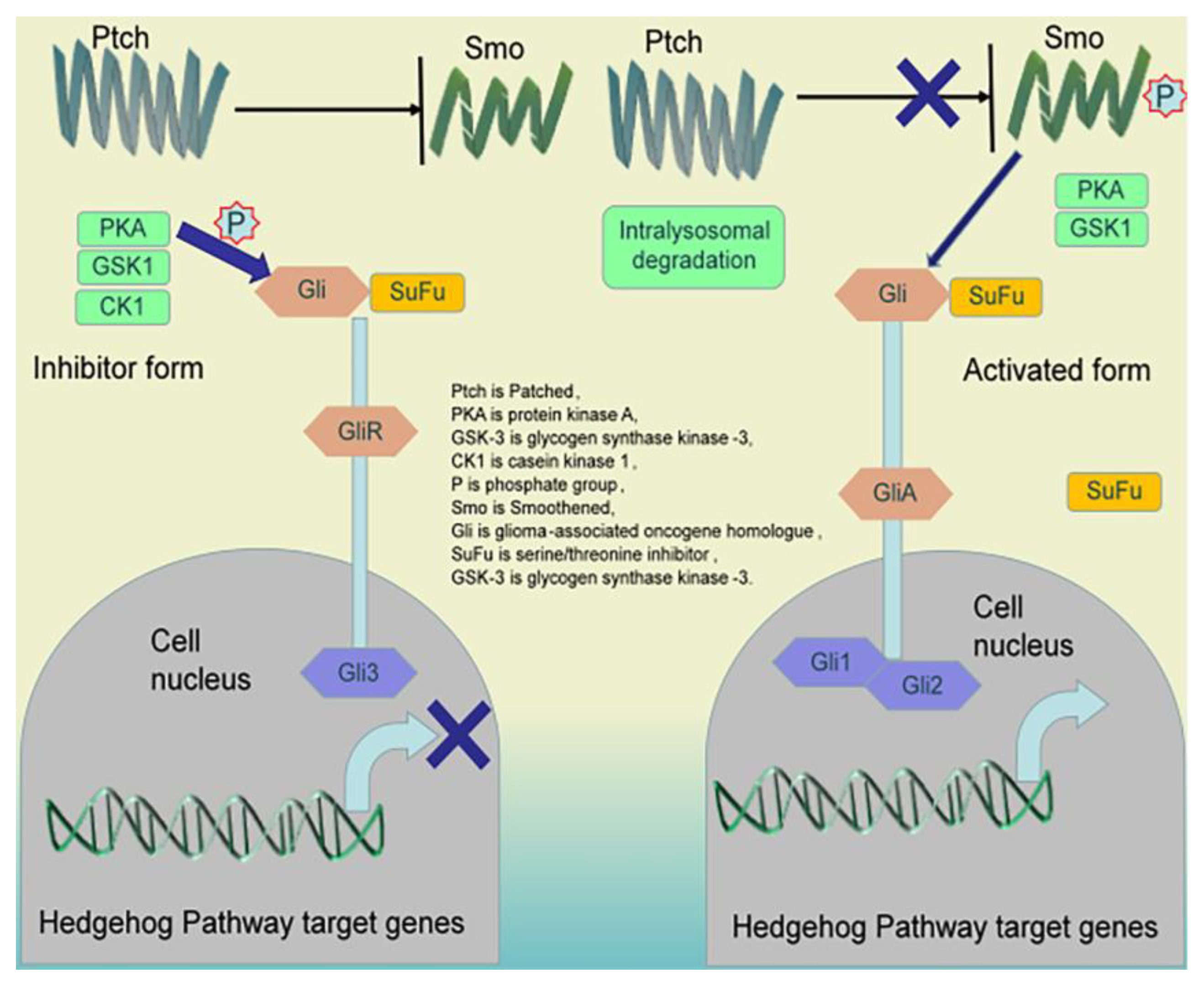 Pharmaceuticals 16 01095 g003