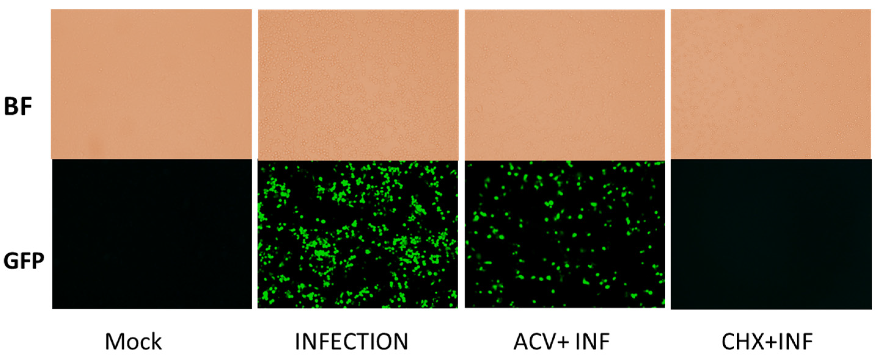 Pharmaceuticals 16 01104 g004