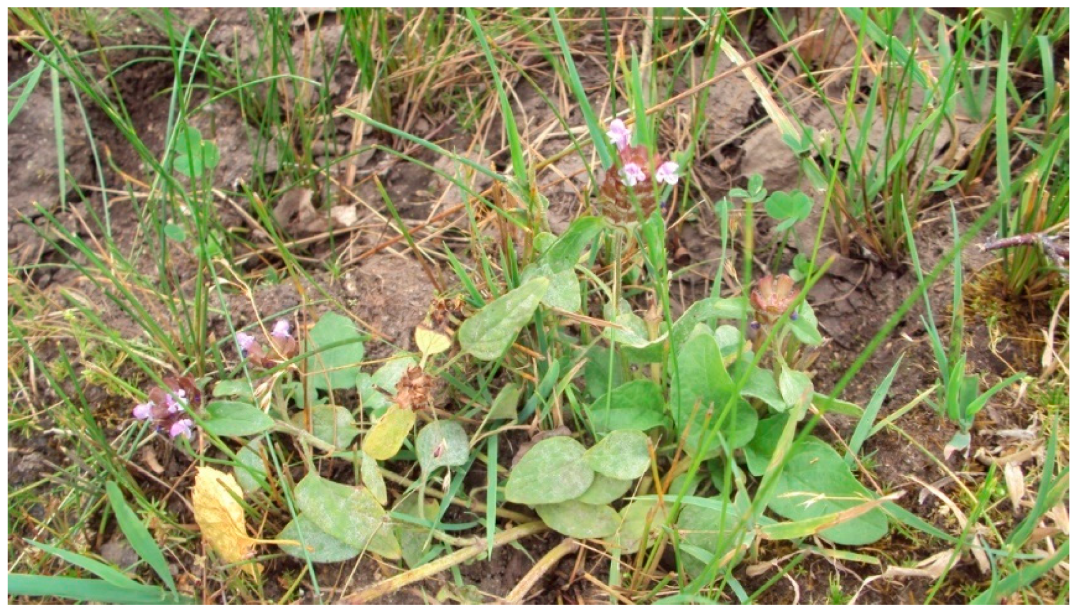 Pharmaceuticals 16 01106 g001