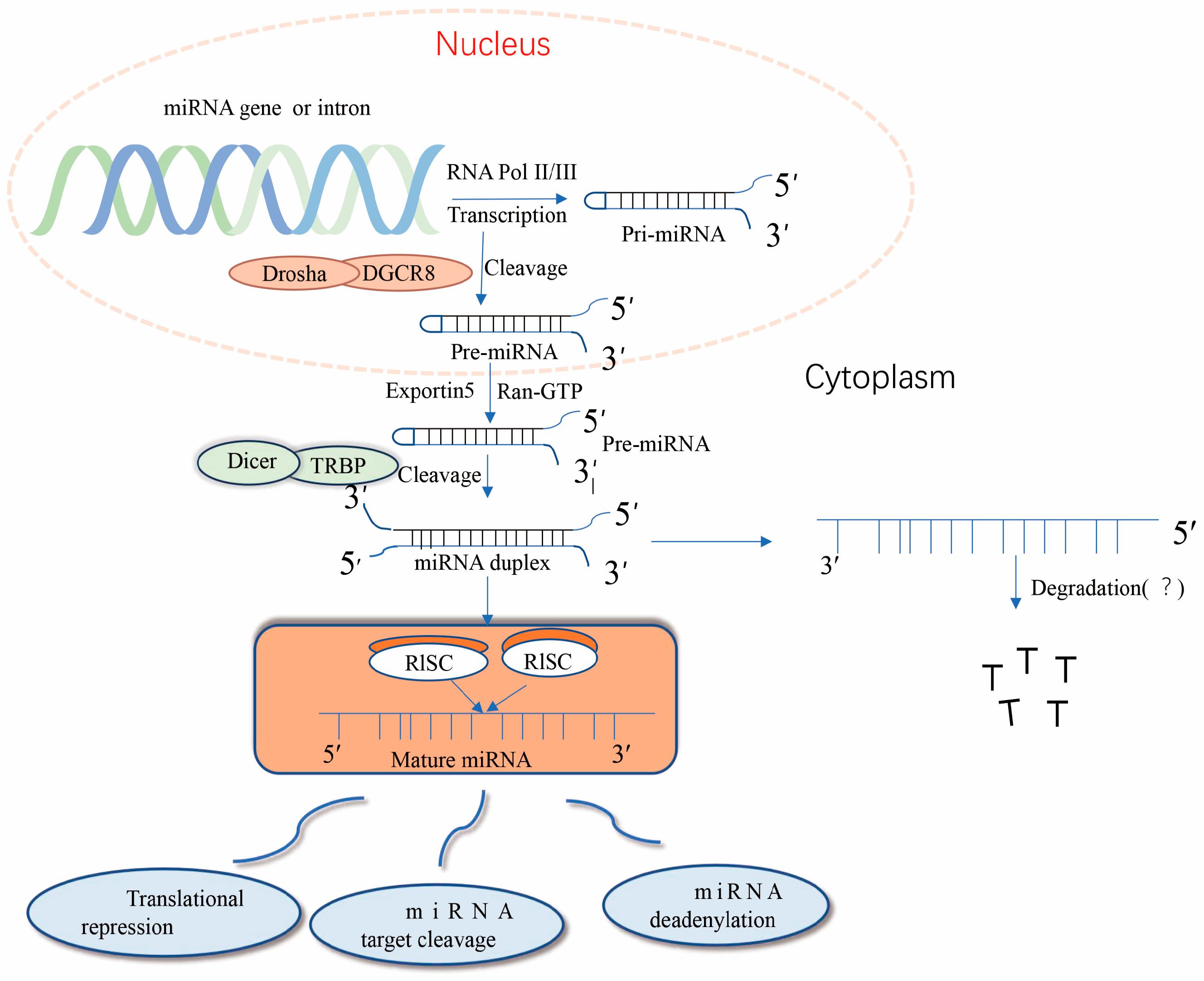 Pharmaceuticals 16 01122 g001