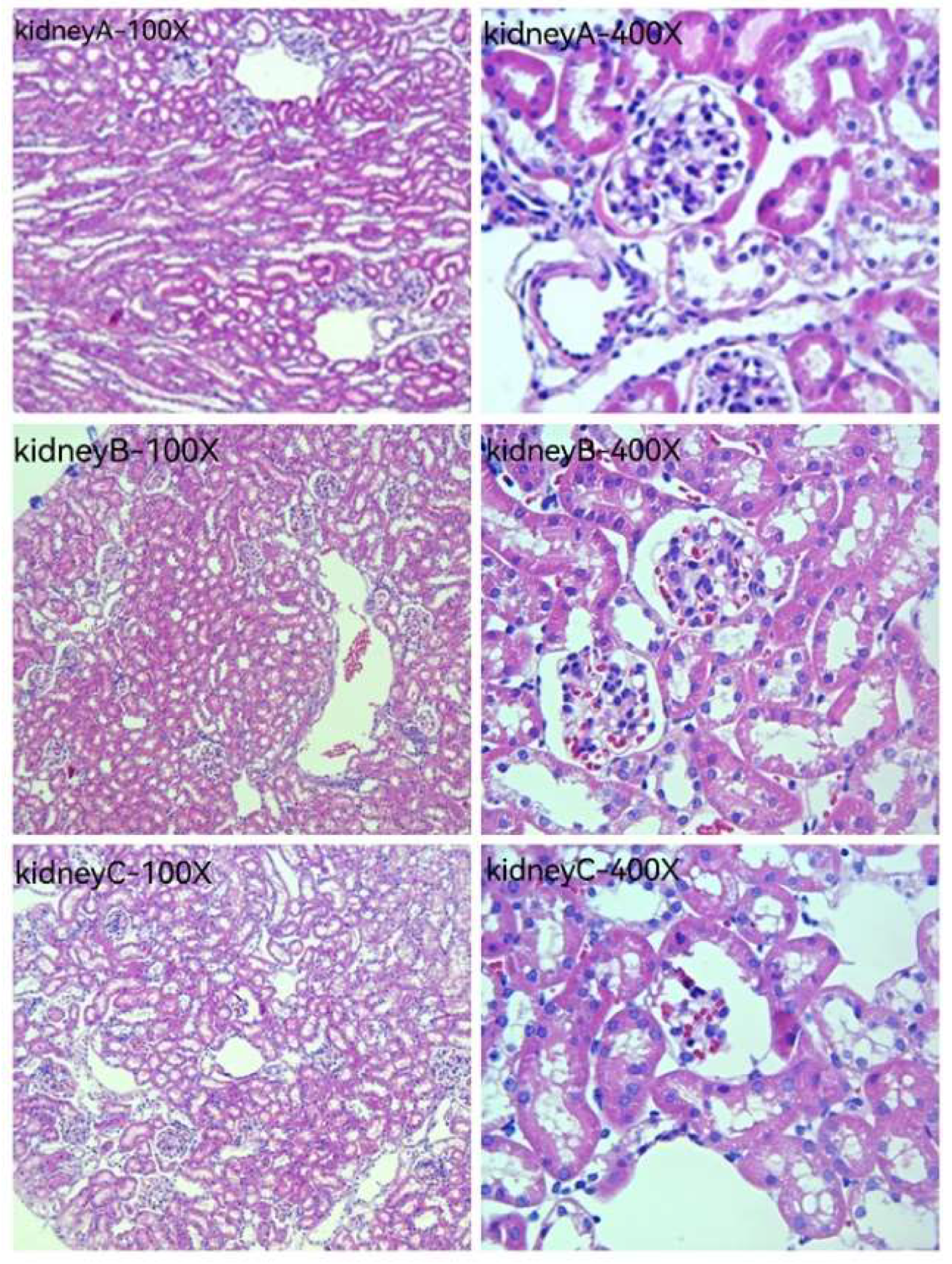 Pharmaceuticals 16 01135 g011