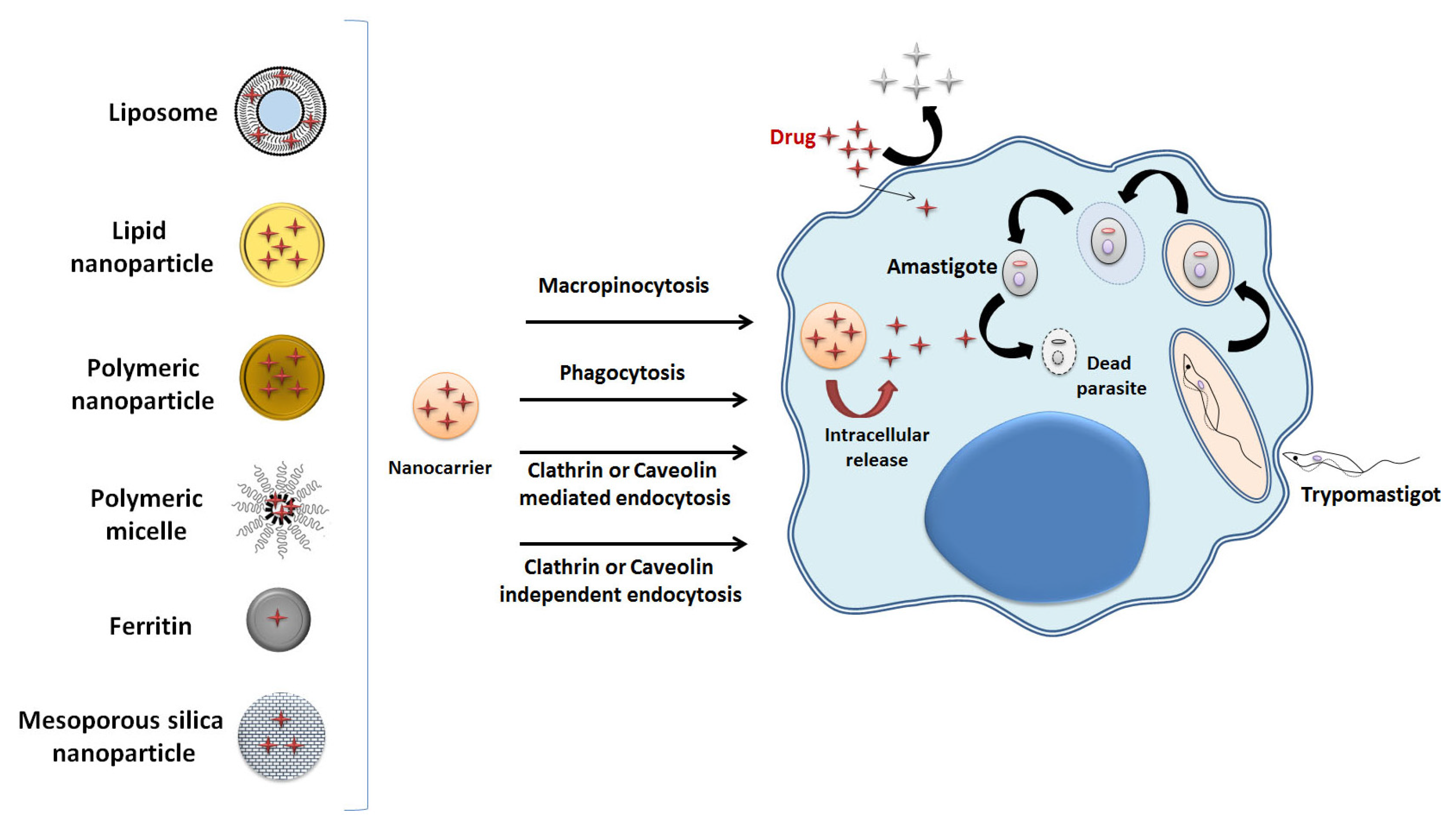 Pharmaceuticals 16 01163 g002