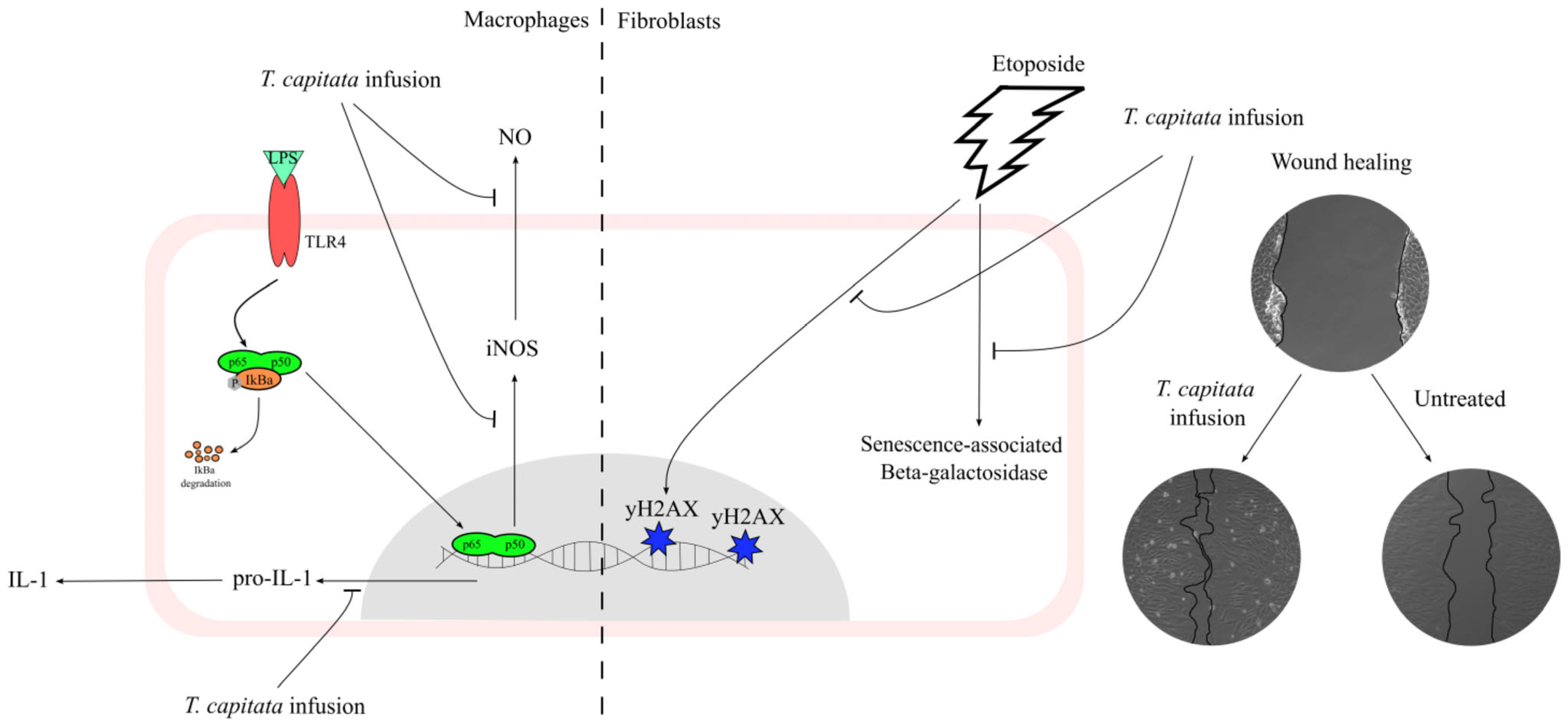 Pharmaceuticals 16 01202 g008