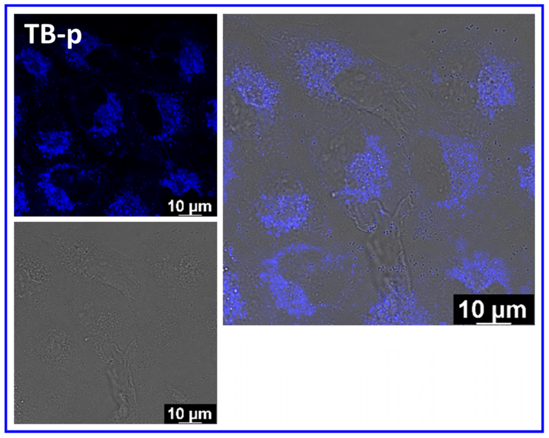Pharmaceuticals 16 01208 g007