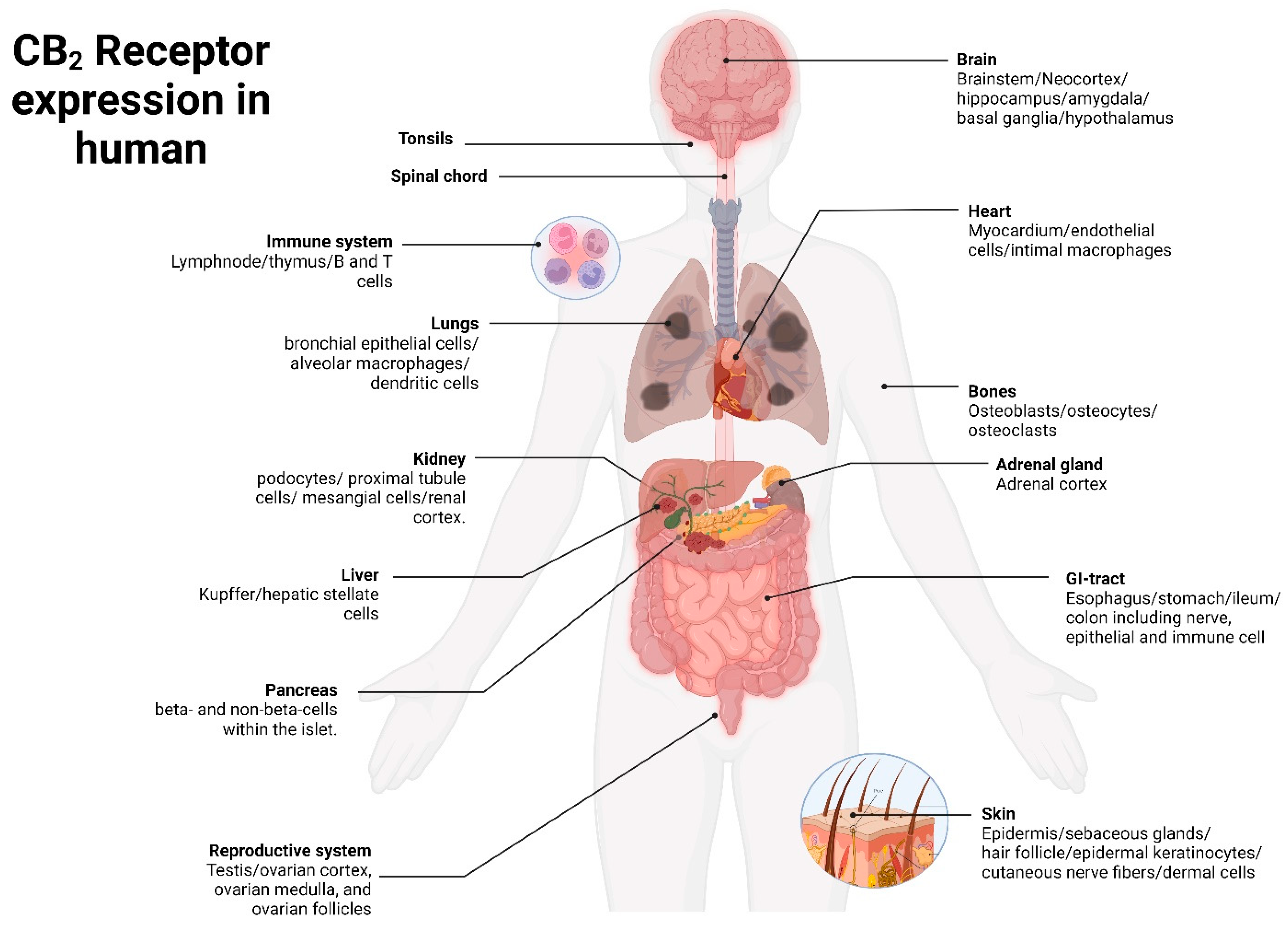 Pharmaceuticals 16 01235 g001