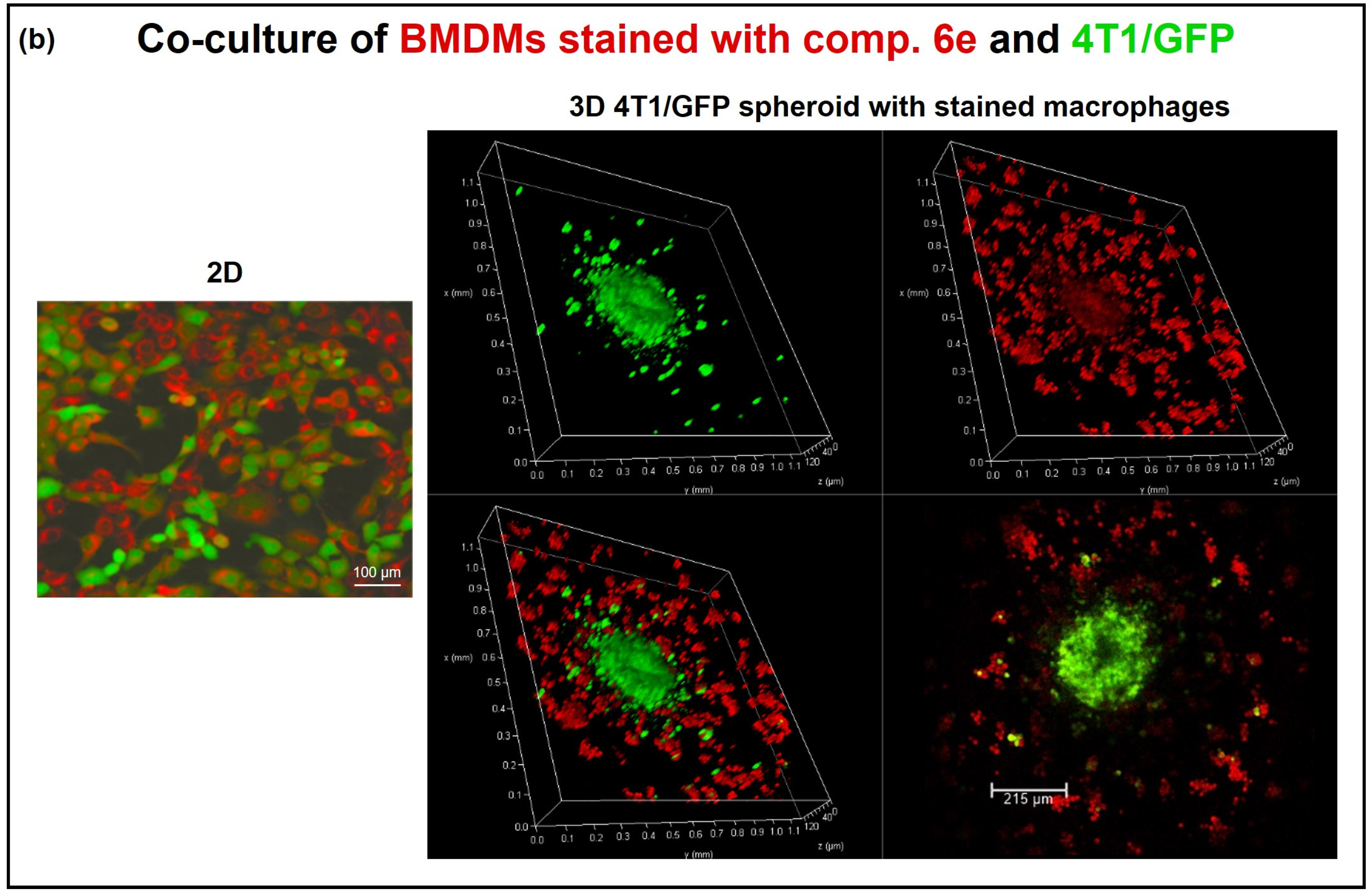 Pharmaceuticals 16 01245 g007b