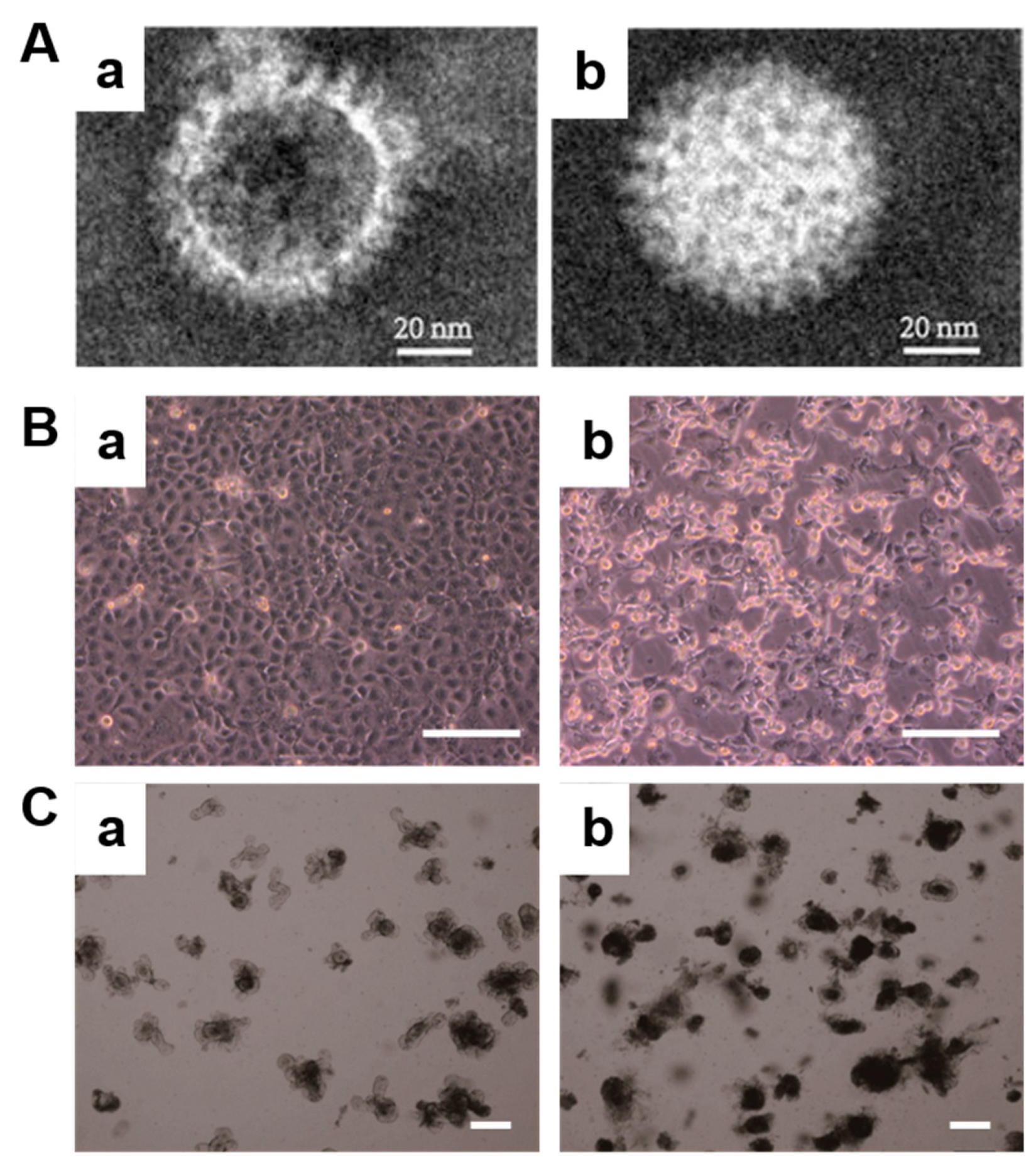 Pharmaceuticals 16 01279 g001