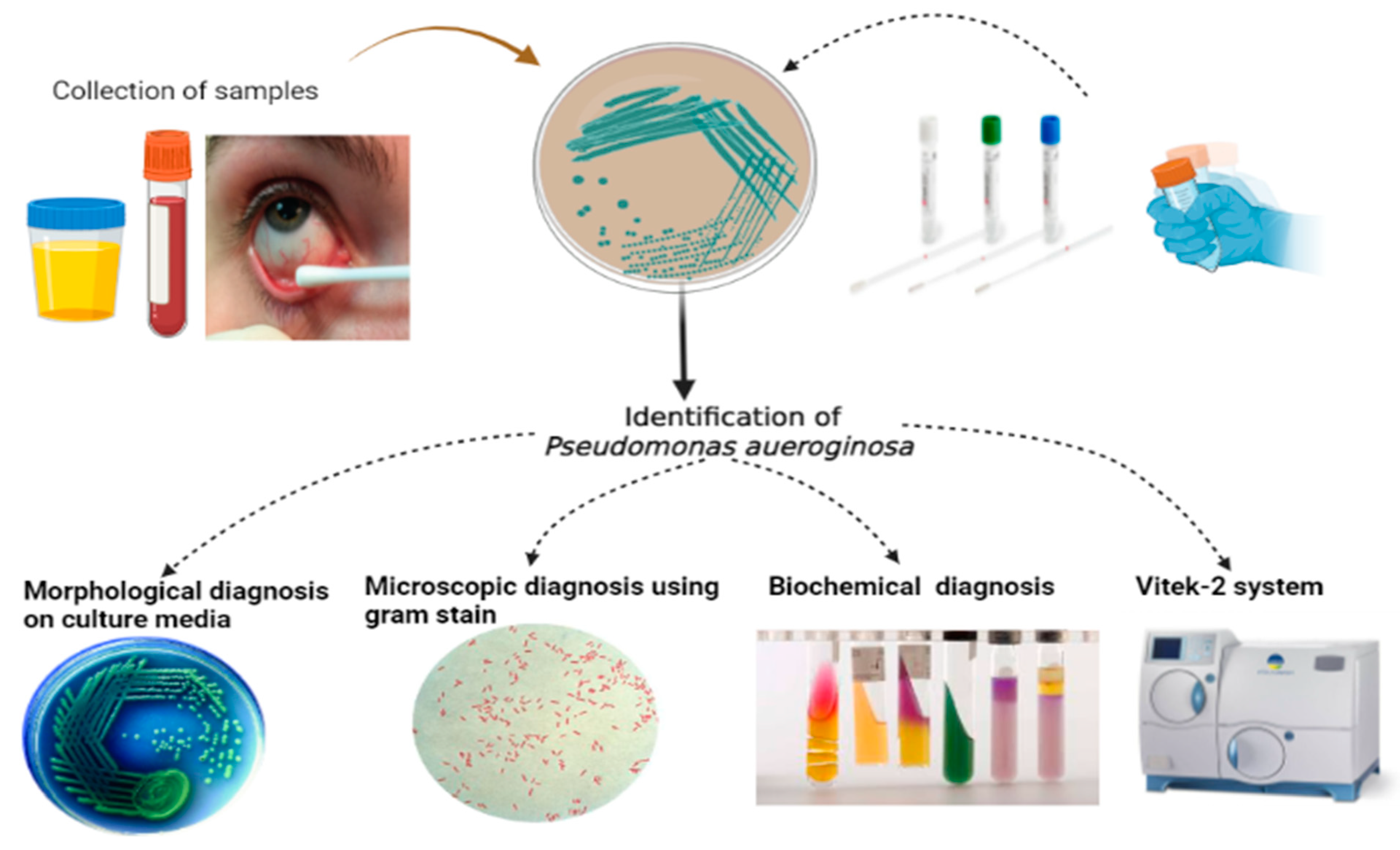 Pharmaceuticals 16 01383 g010