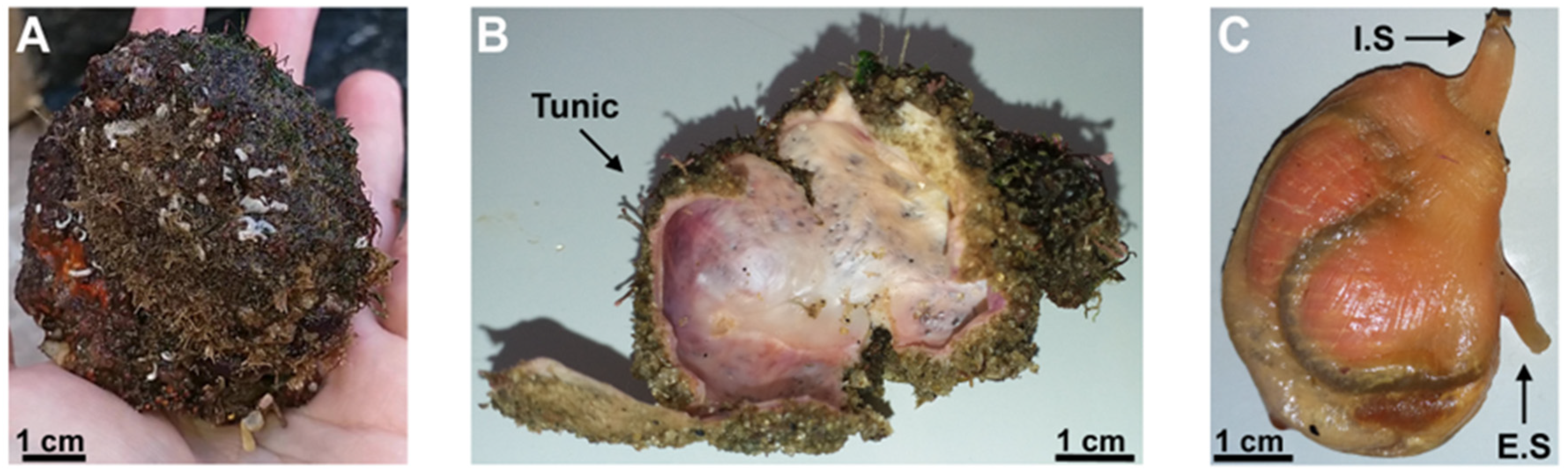 Pharmaceuticals 16 01401 g001 Pharmaceuticals 16 01401 g001