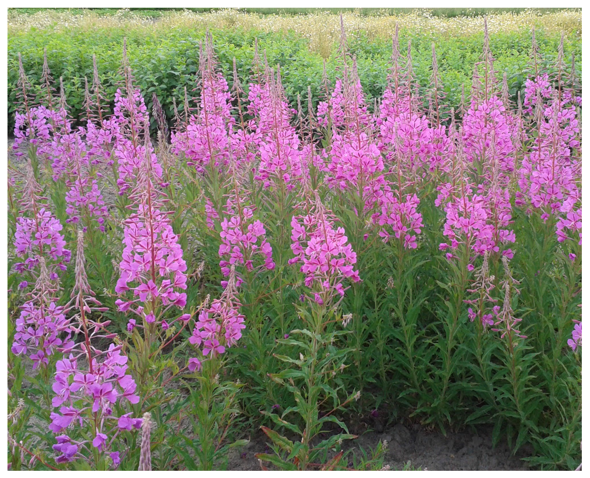 Pharmaceuticals 16 01419 g001