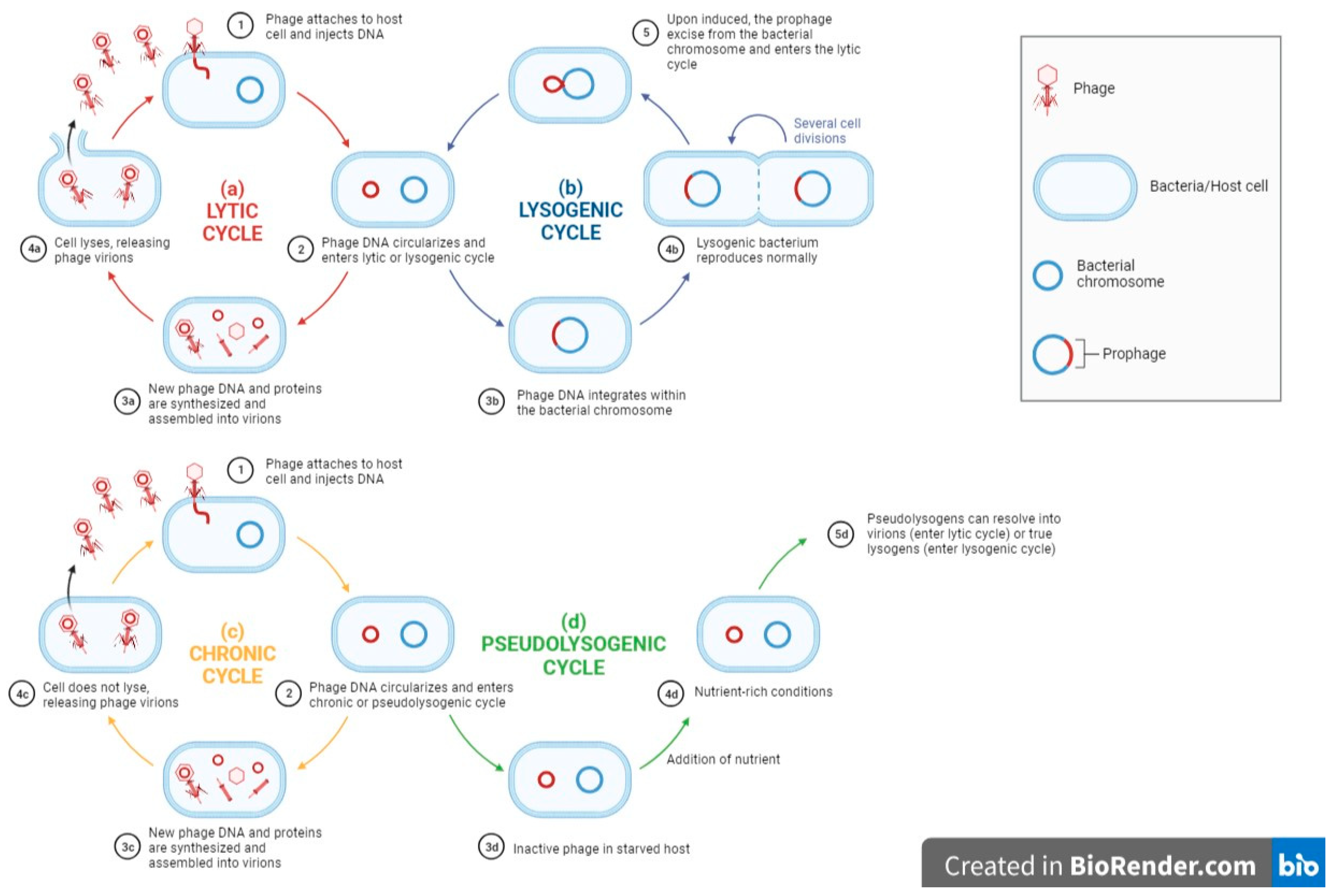 Pharmaceuticals 16 01467 g001