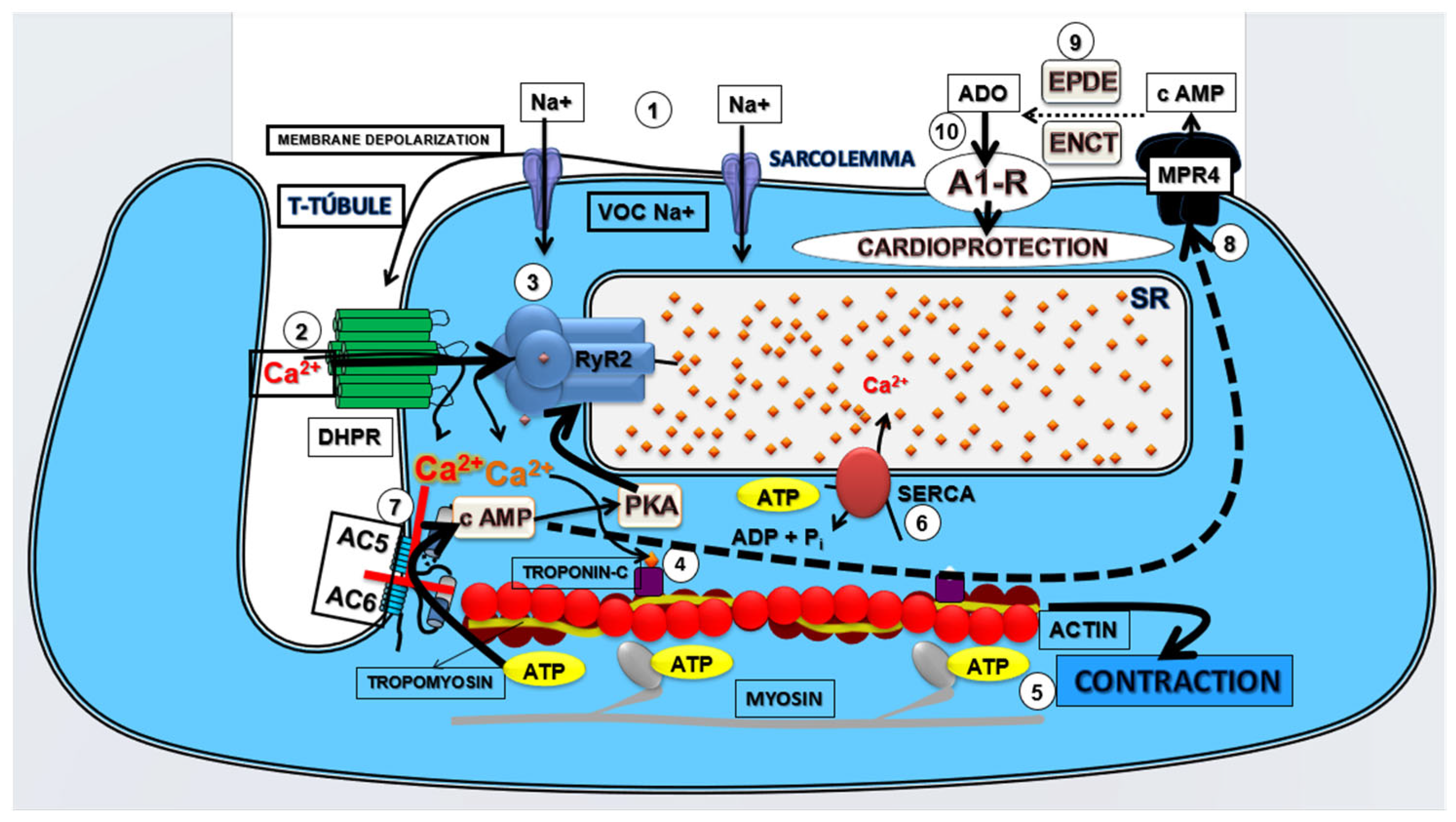 Pharmaceuticals 16 01473 g005