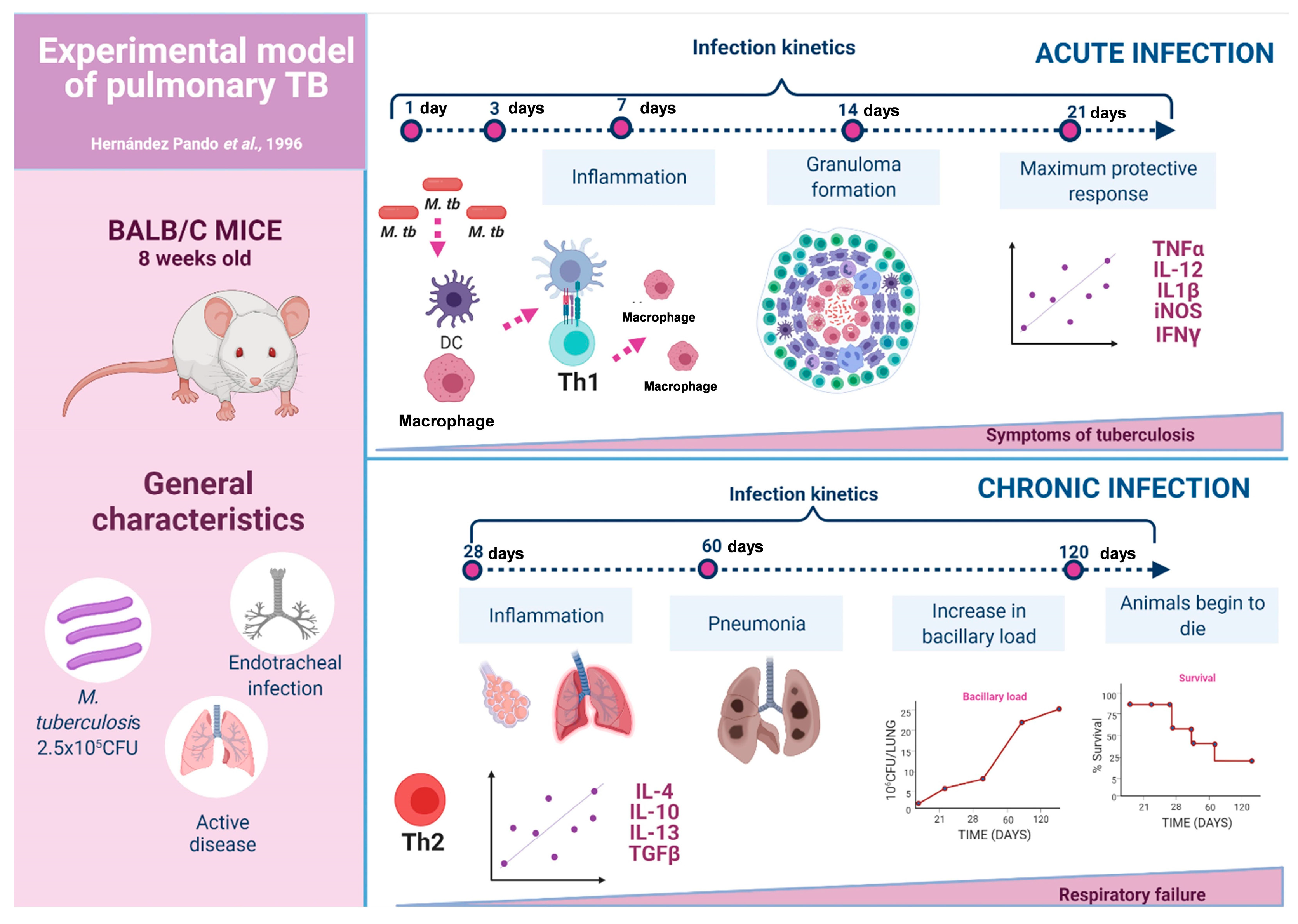 Pharmaceuticals 16 01475 g001
