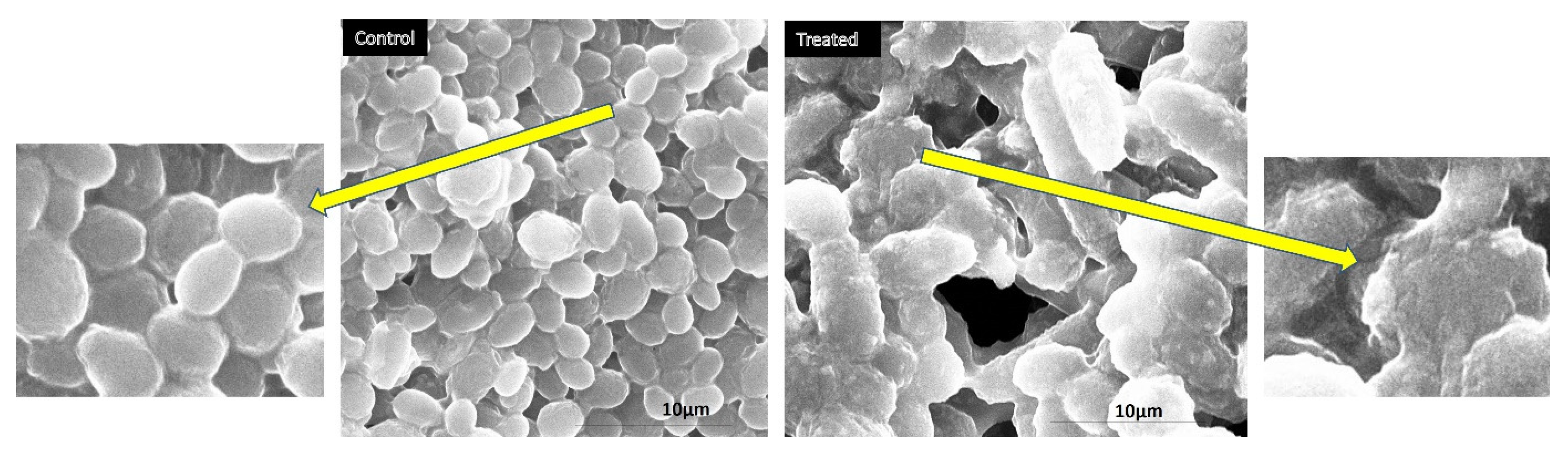 Pharmaceuticals 16 01494 g007