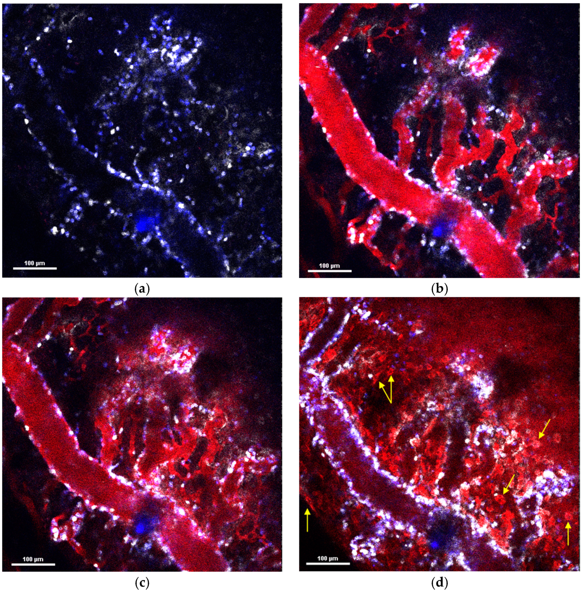 Pharmaceuticals 16 01564 g003 Pharmaceuticals 16 01564 g003