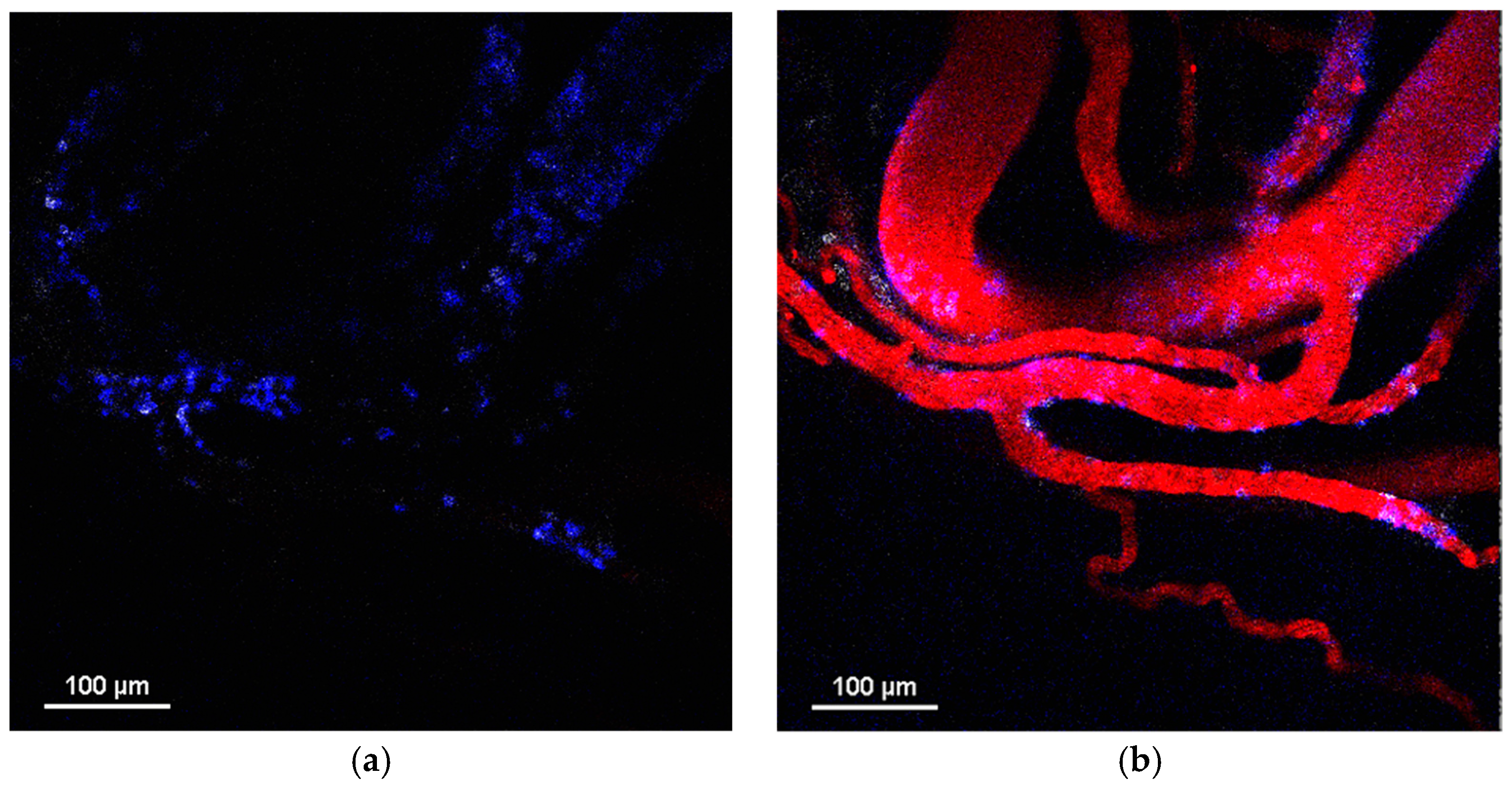 Pharmaceuticals 16 01564 g004a Pharmaceuticals 16 01564 g004a