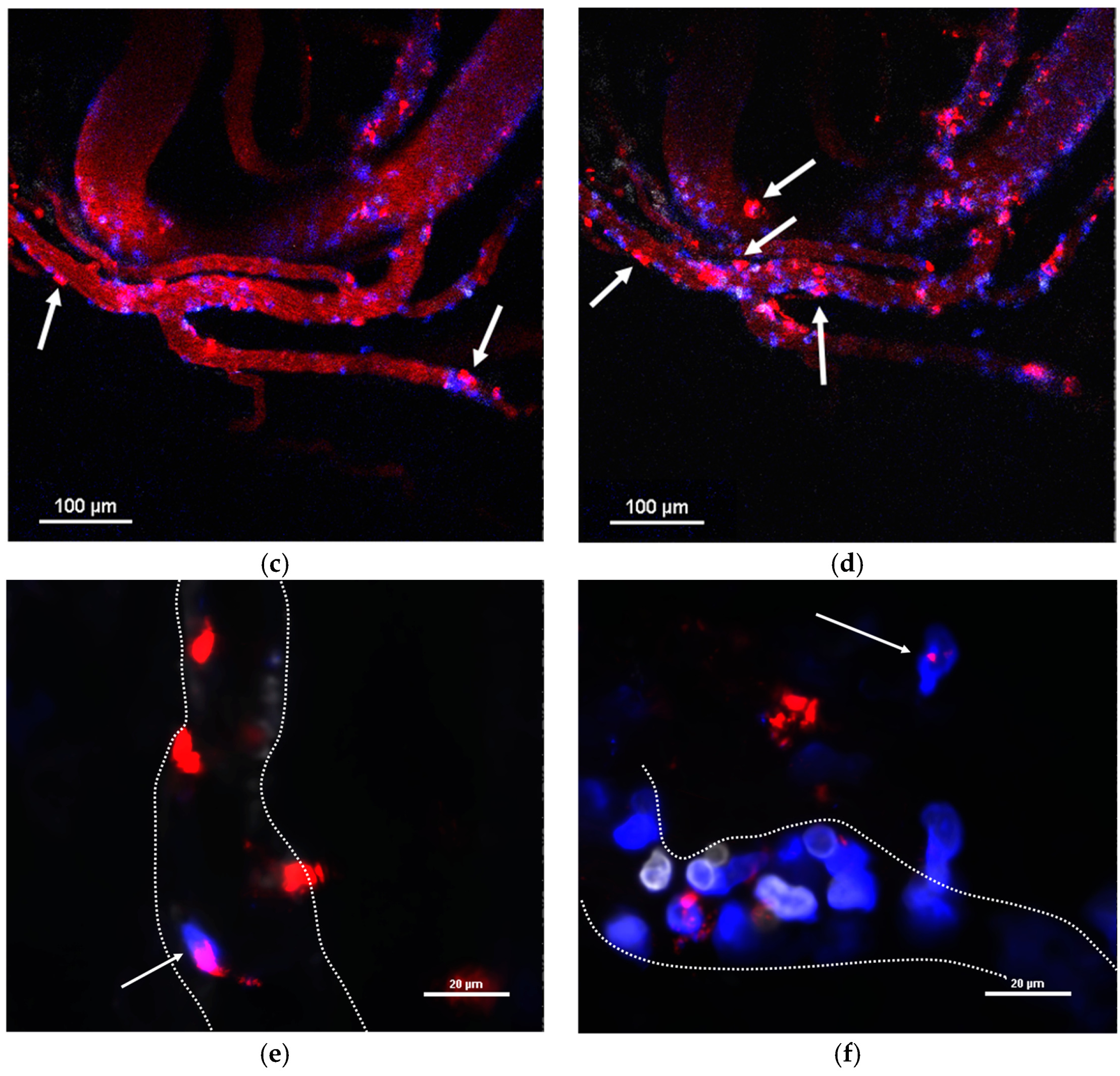 Pharmaceuticals 16 01564 g004b Pharmaceuticals 16 01564 g004b