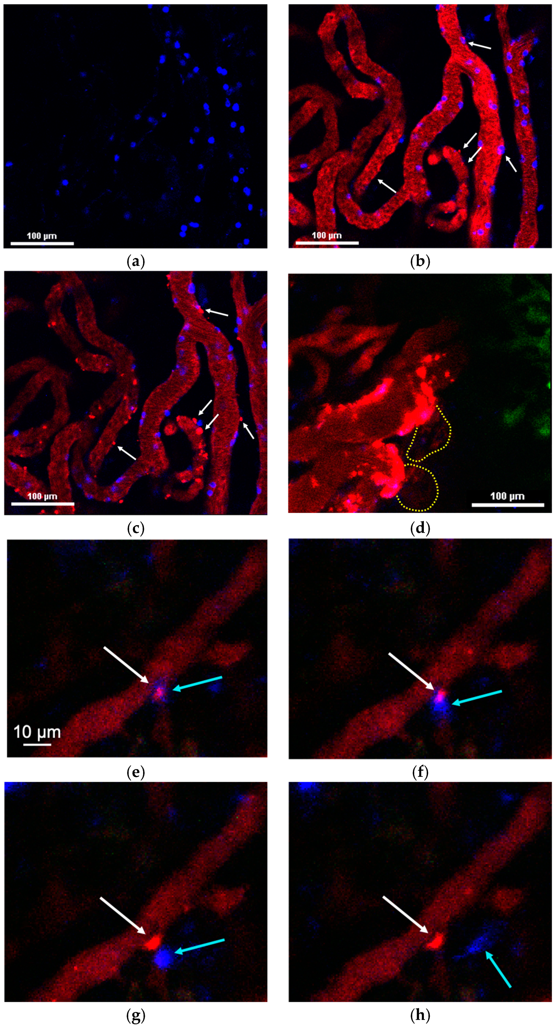Pharmaceuticals 16 01564 g005 Pharmaceuticals 16 01564 g005