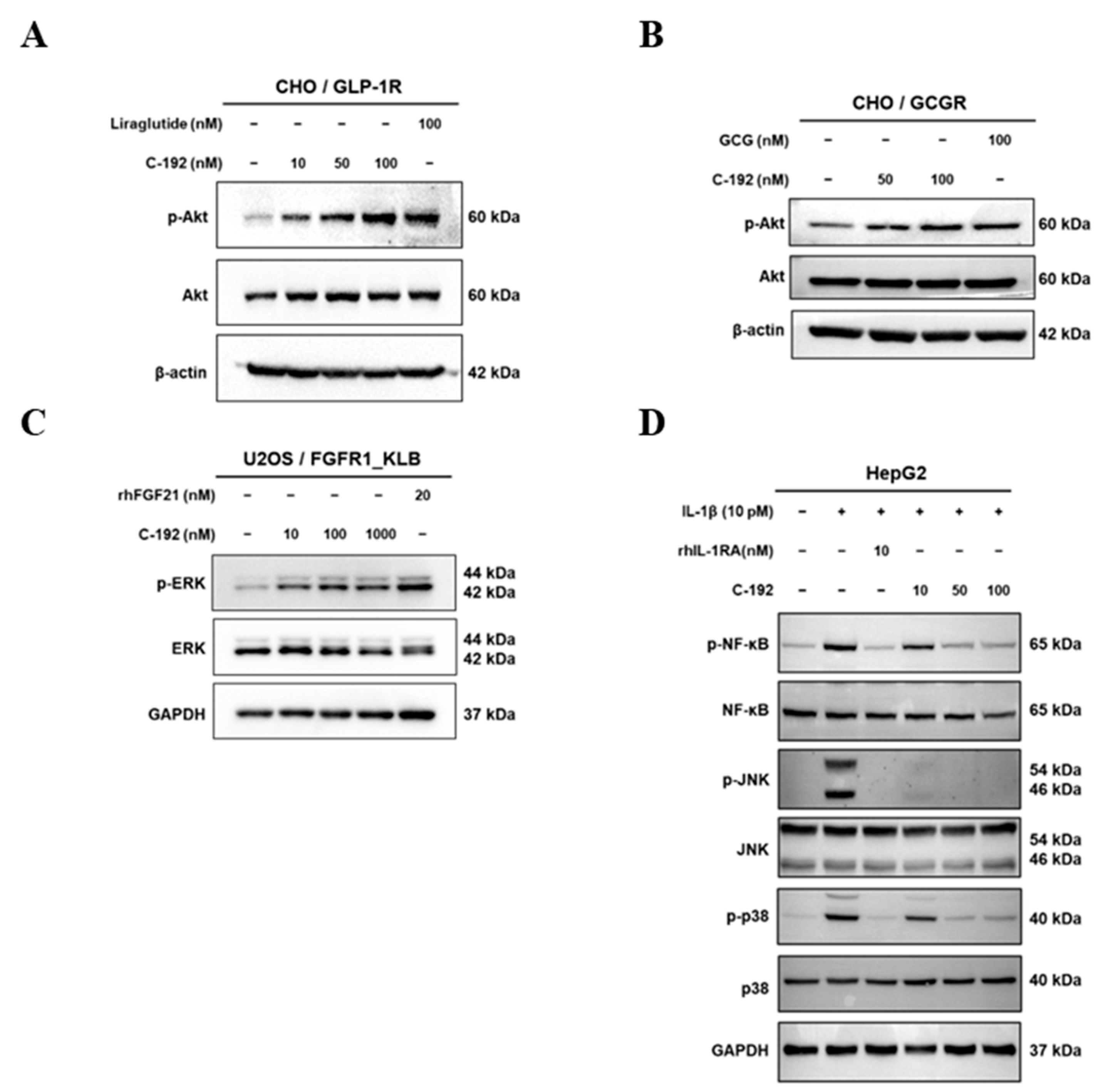 Pharmaceuticals 16 01601 g004 Pharmaceuticals 16 01601 g004