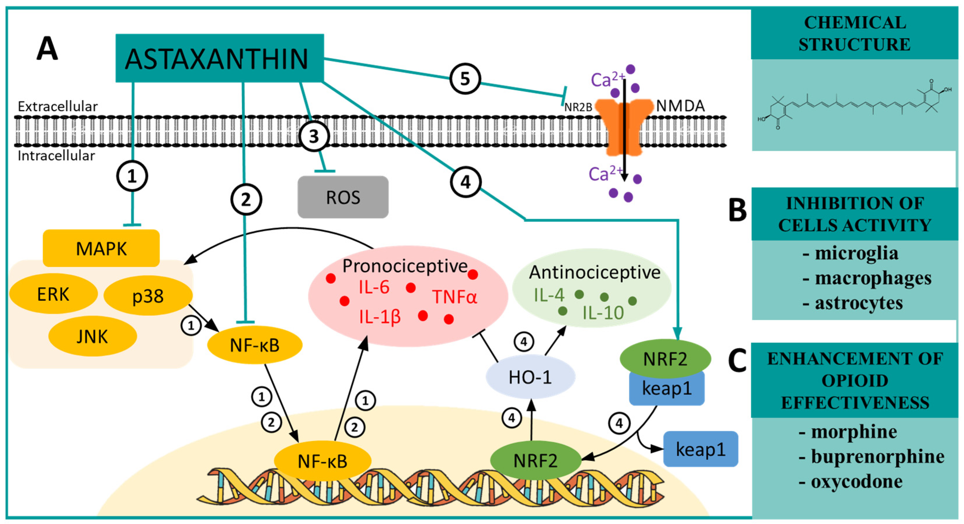 Pharmaceuticals 16 01624 sch002