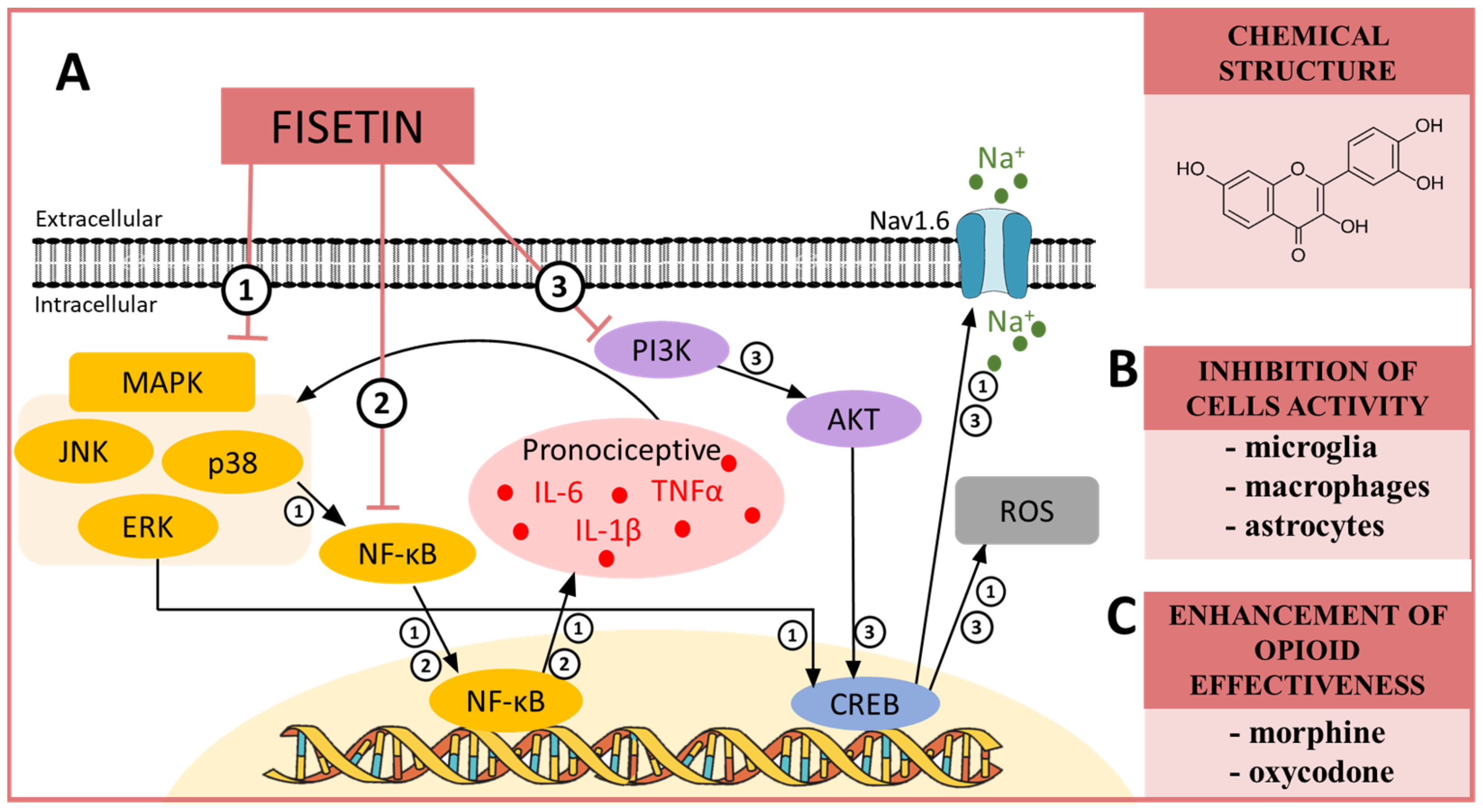 Pharmaceuticals 16 01624 sch004