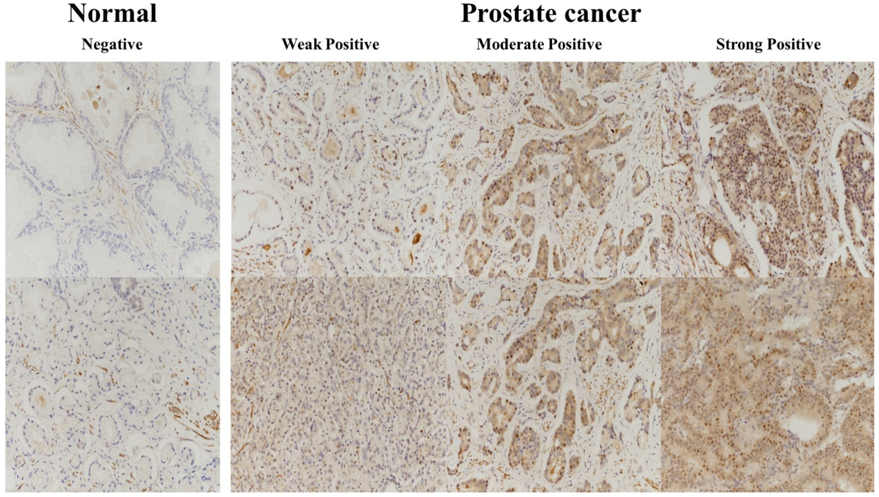 Pharmaceuticals 16 01703 g002