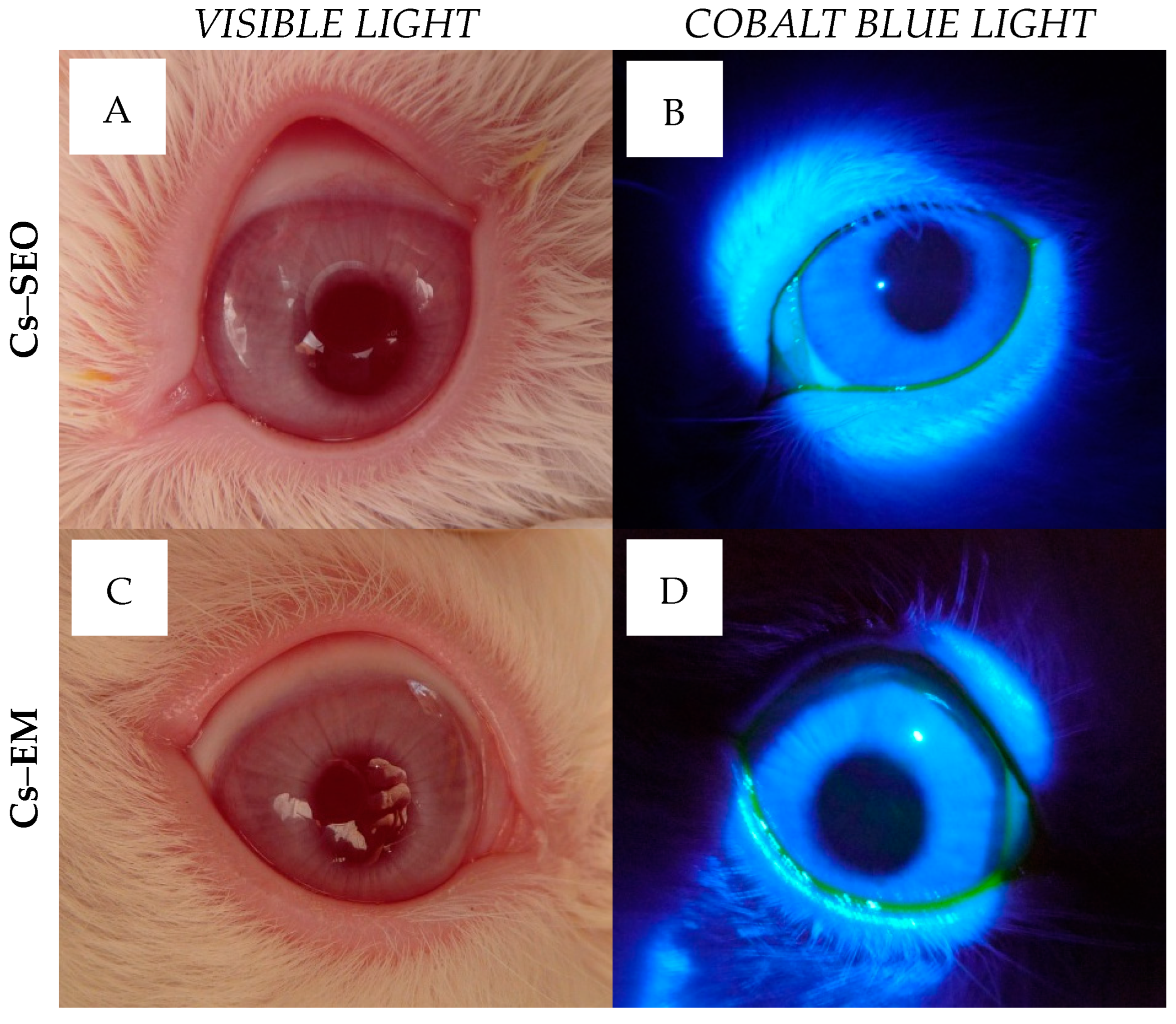 Pharmaceuticals 16 01713 g004