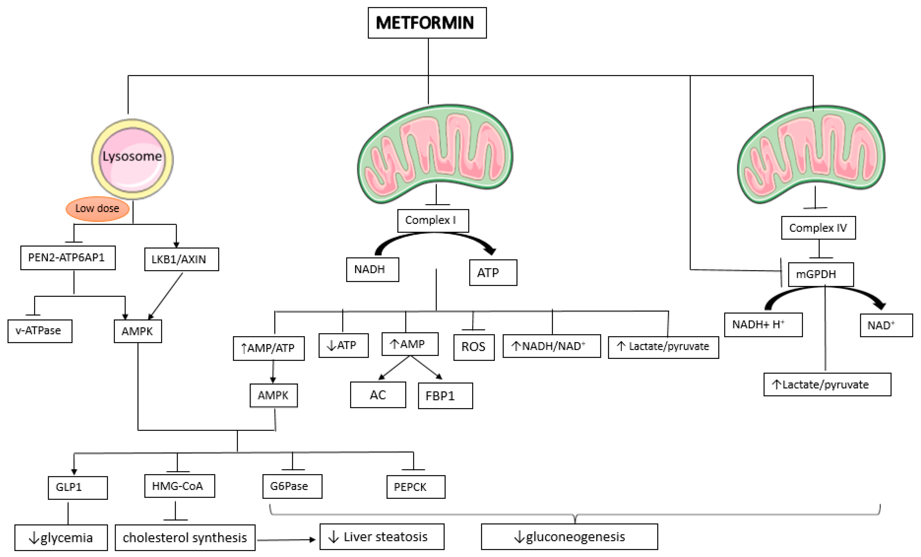 Pharmaceuticals 16 01714 g002