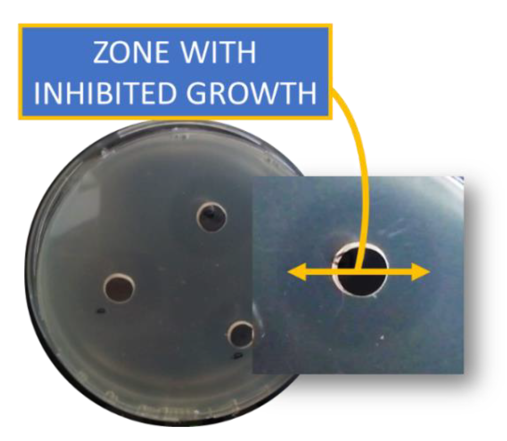 Pharmaceuticals 17 00068 g003