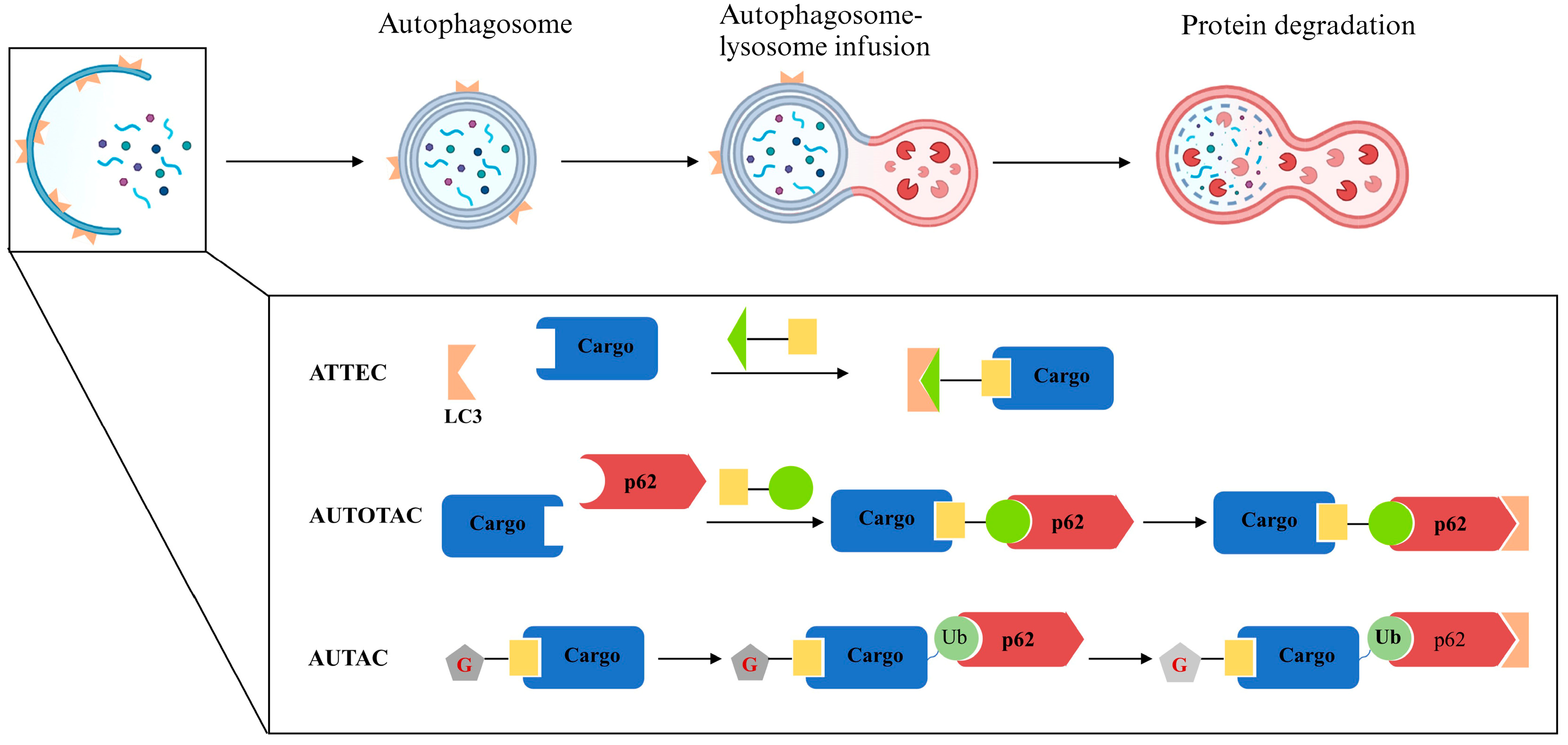 Pharmaceuticals 17 00100 g008