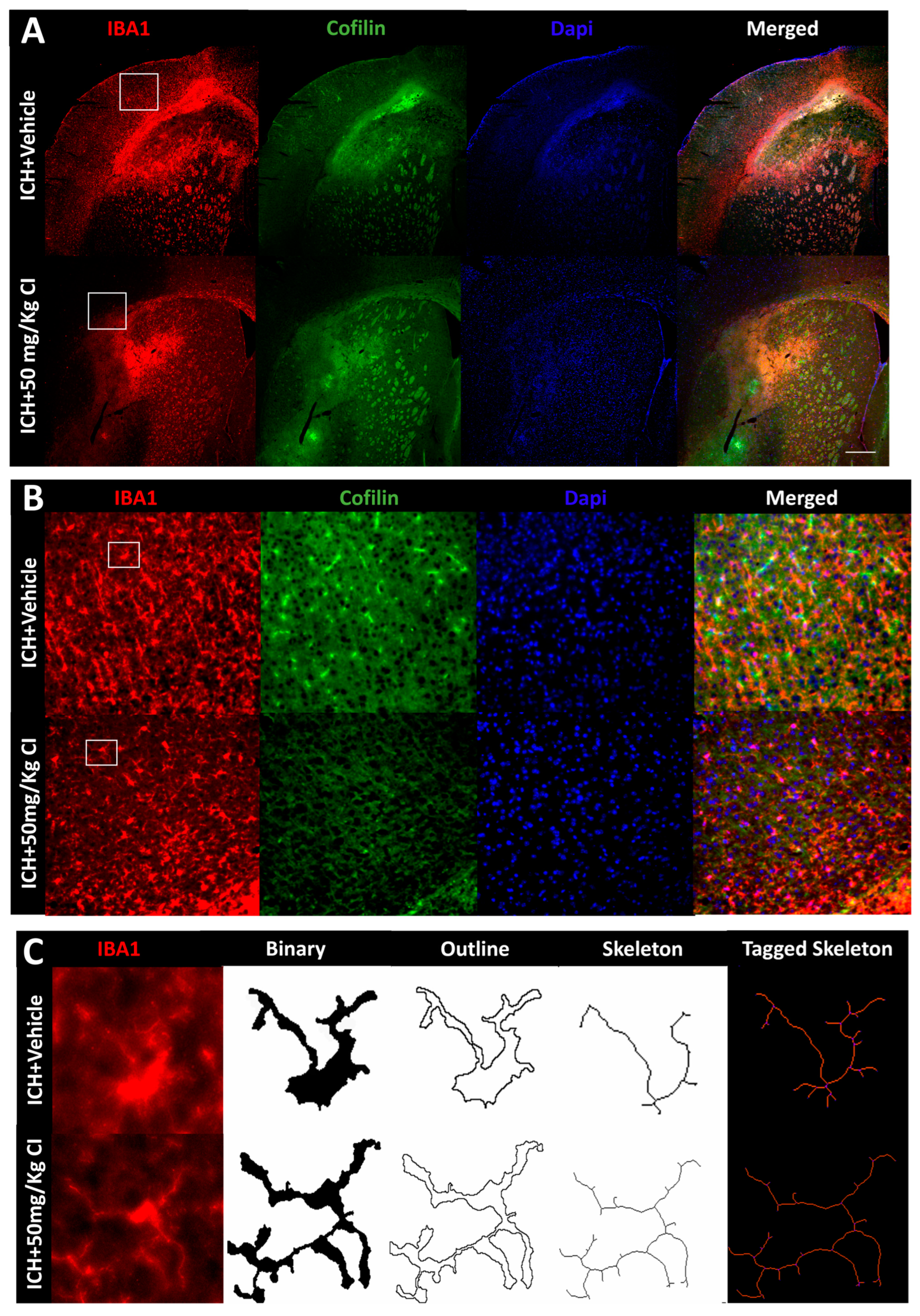 Pharmaceuticals 17 00114 g003a